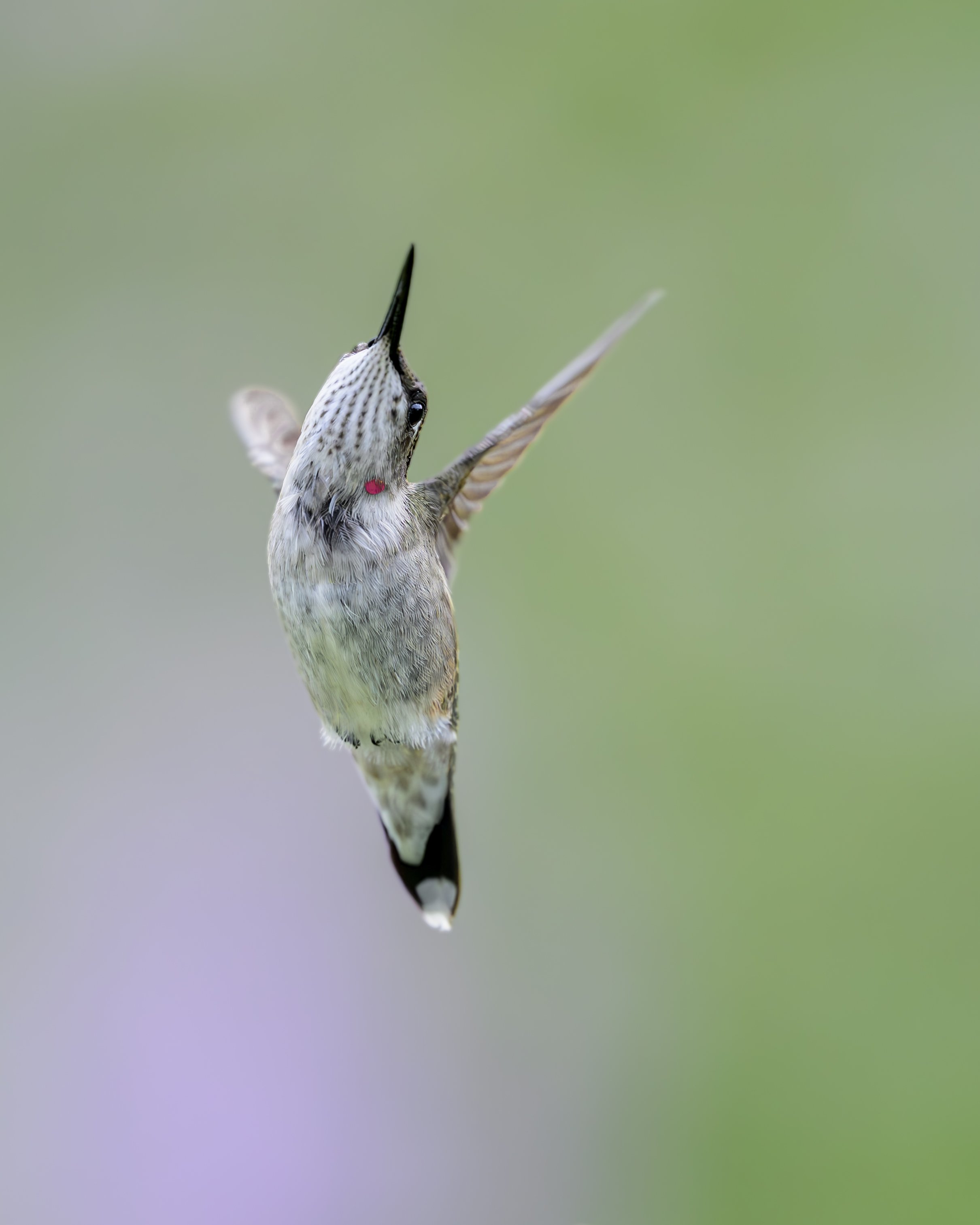 Canson Baryta Prestige %22Happy%22 _DSC6090.jpg