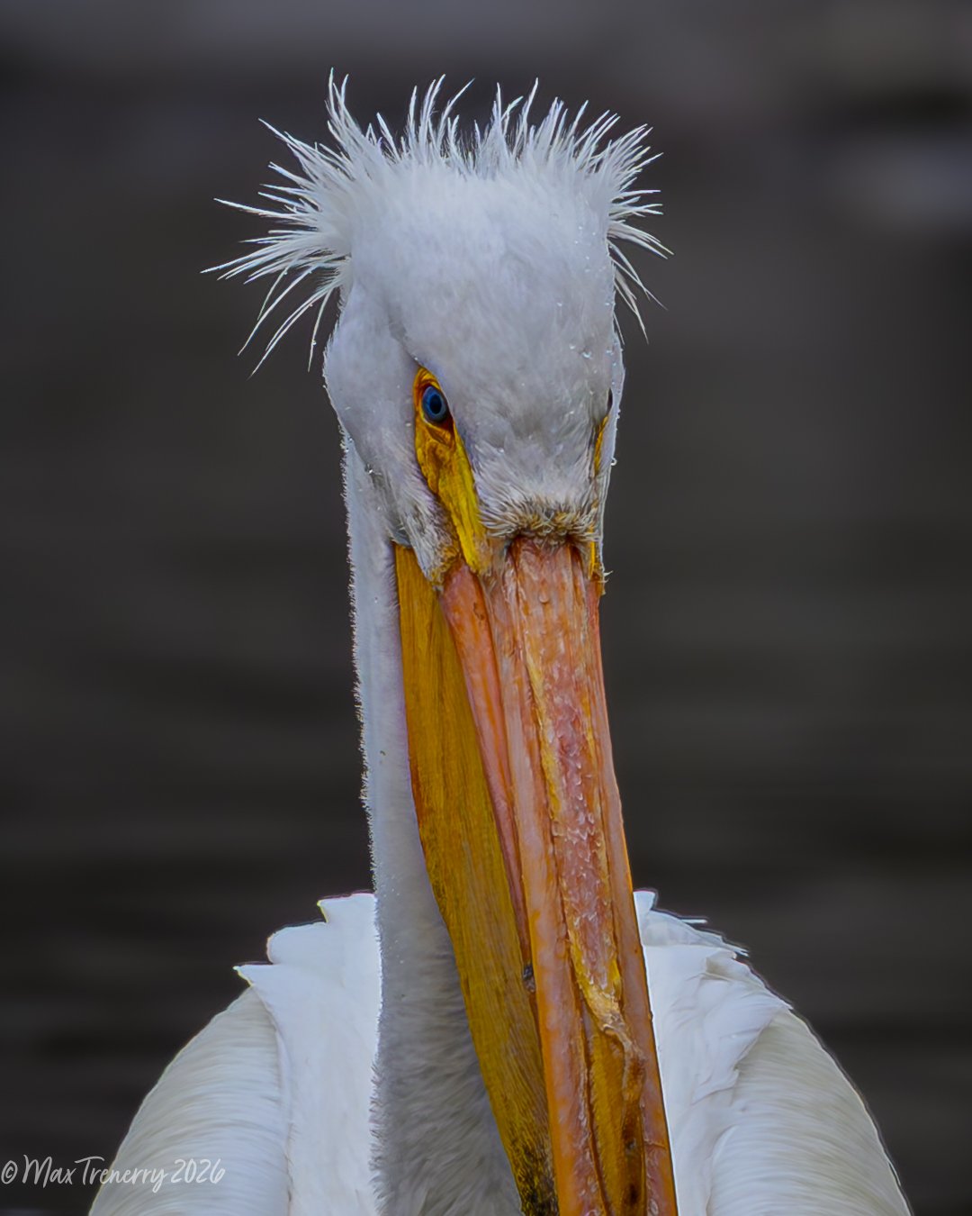 American Pelican from Friday the 13th in La Crosse, Wisconsin.
