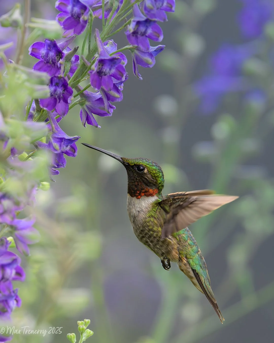 Ruby-throated hummingbird visiting native Tall Larkspur (Delphinium exaltatum ) from , July 2025.