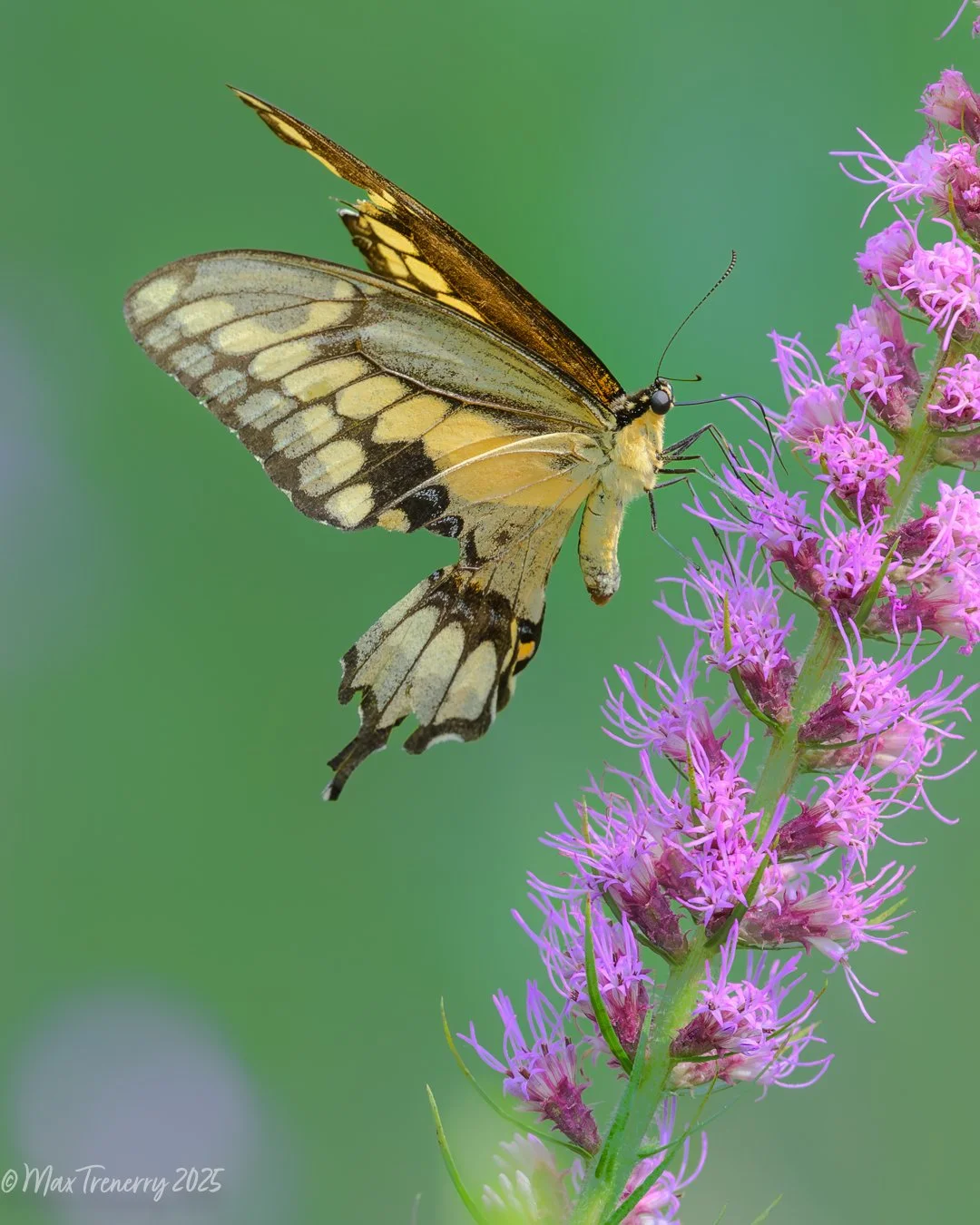  I believe this is a Giant Swallowtail, who looks a bit tattered in August, 2025. The flower is Prairie Blazing Star. 