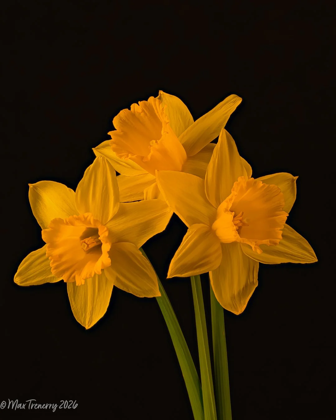 Drops of Sunshine:  Daffodils