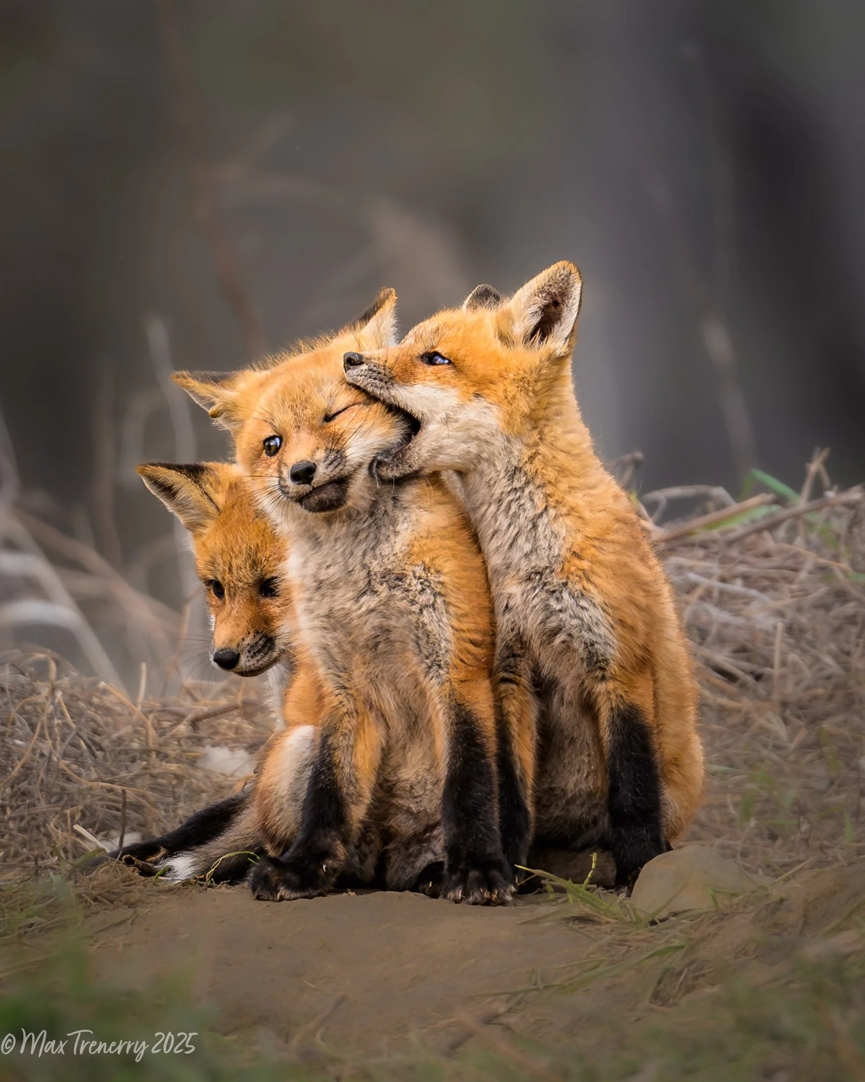 National Geographic Your Shot Selection