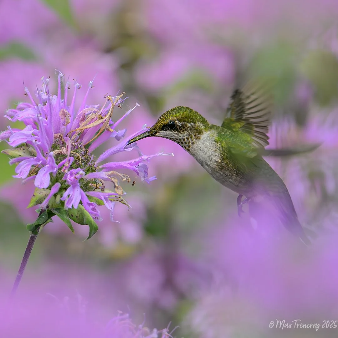 for IG lavender haze series hummingbird at bee balm july 2025 400mm f4.5_DSC2740-2-2.jpg