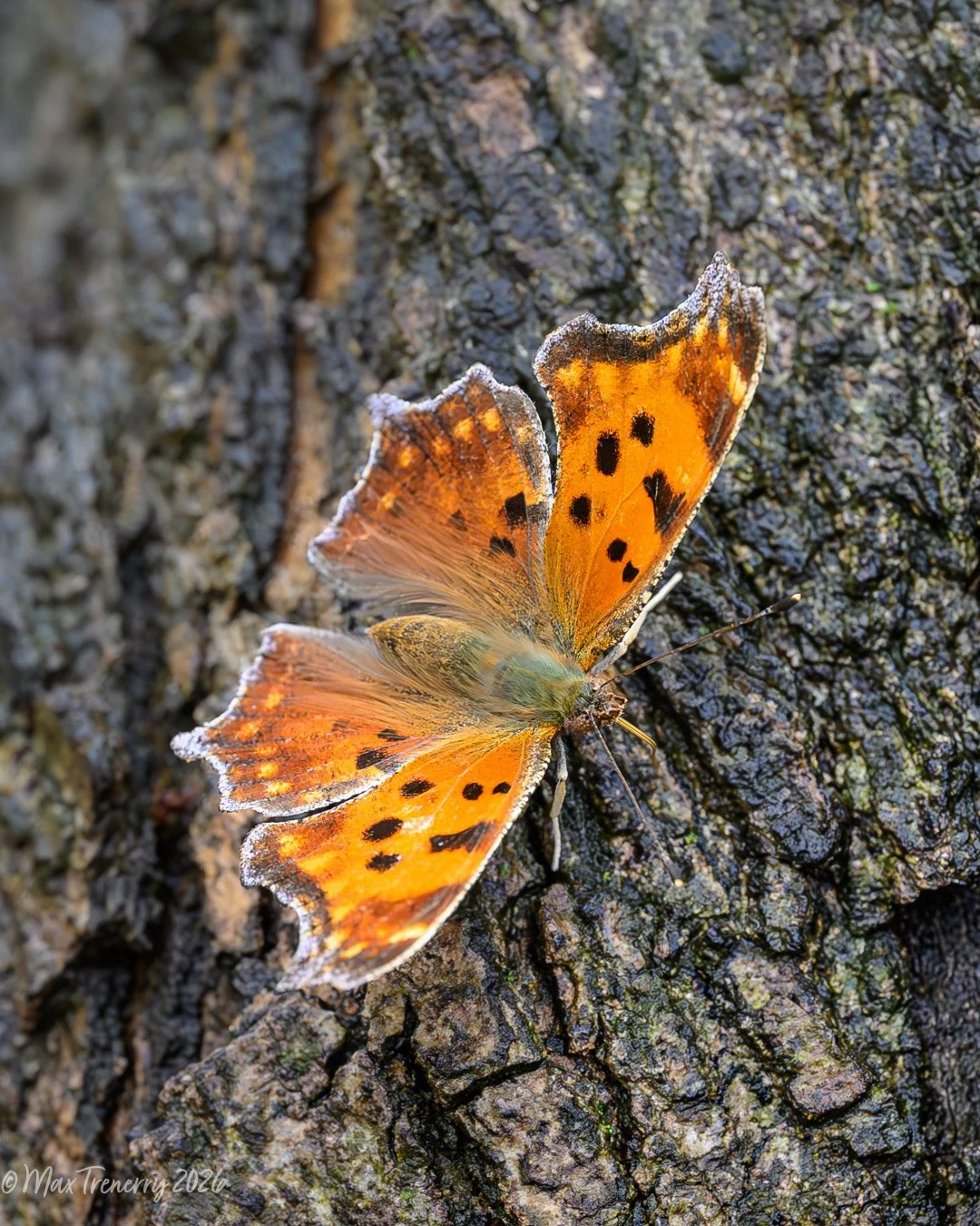 Comma Butterfly.  Great River Bluffs State Park