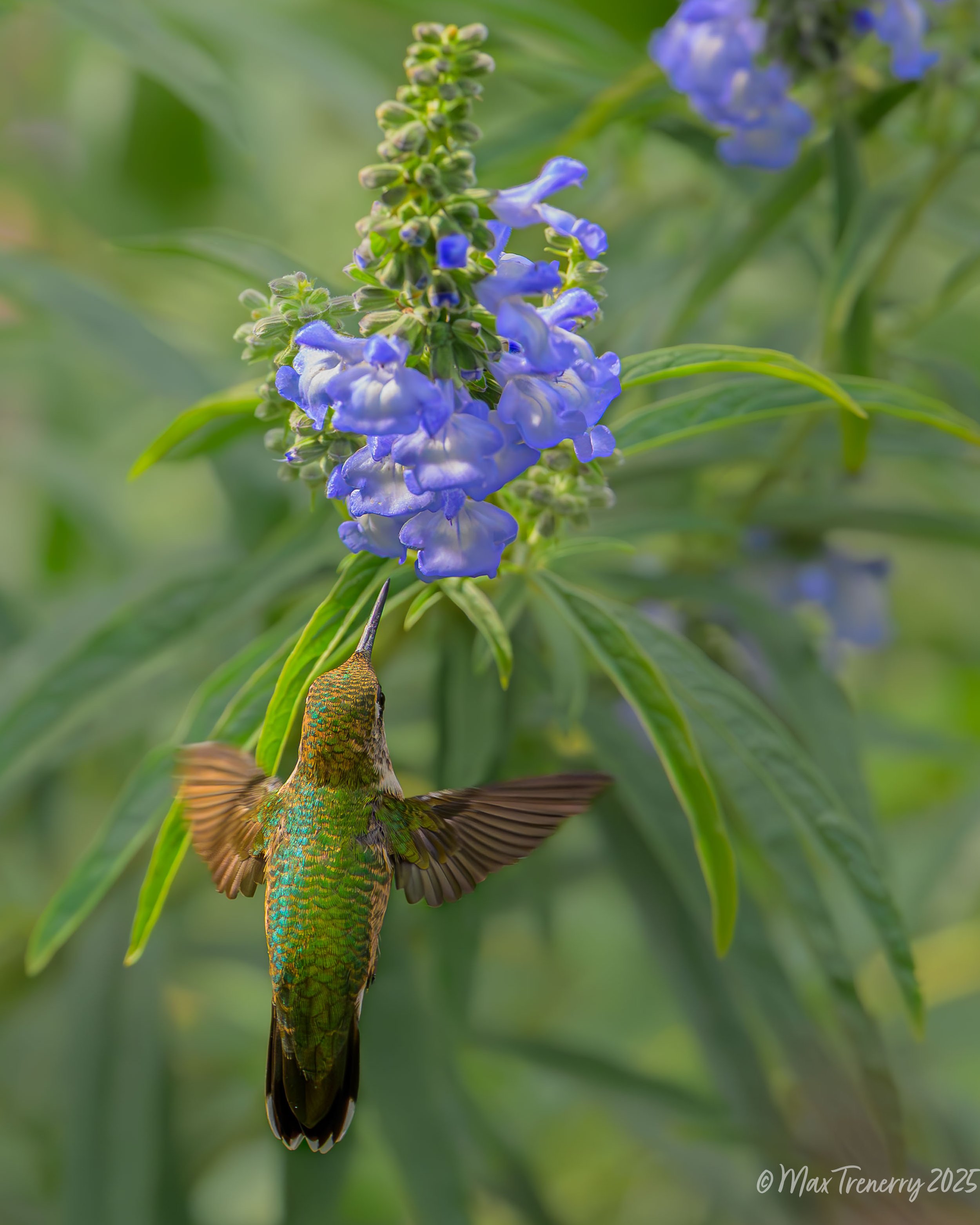 For IG Hummingbird at Sage_DSC5576-2.jpg