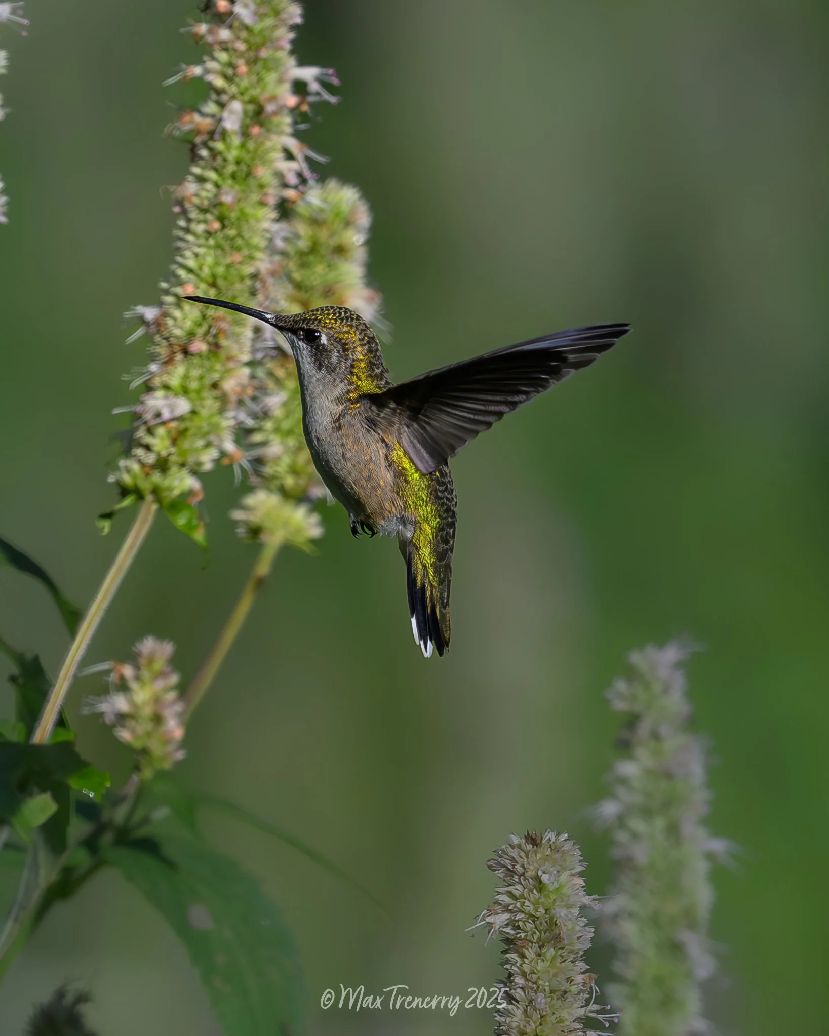 For IG Hummingbird at Hyssop_DSC3655-2-2.jpg