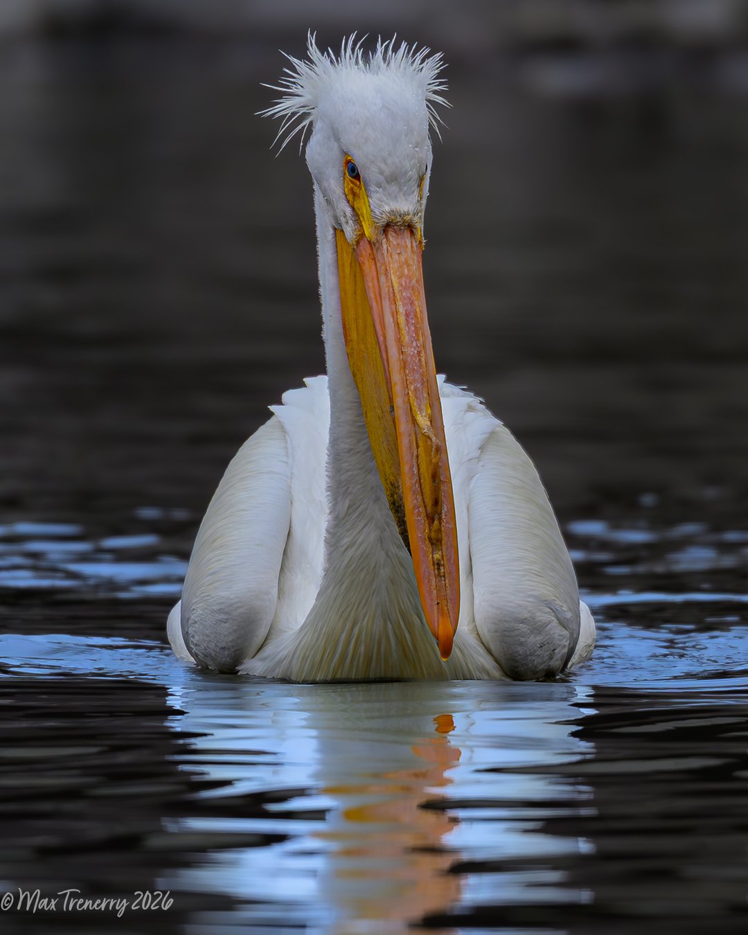 American Pelican from Friday the 13th in La Crosse, Wisconsin.