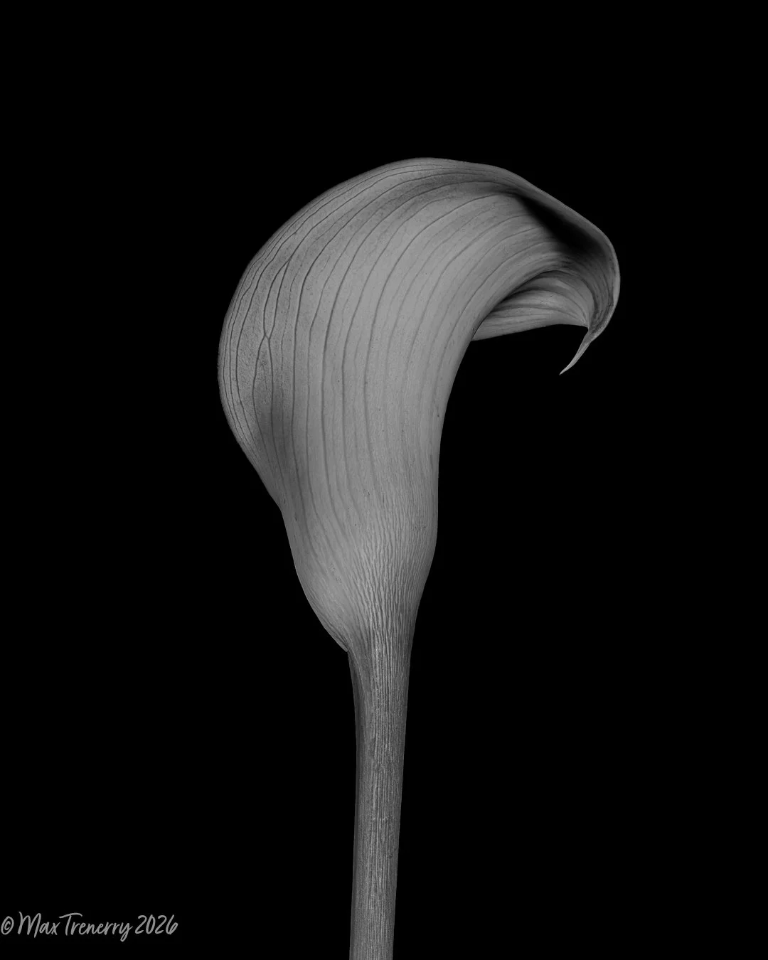 White Calla Lilly.  Stacked image using Nikon Z8 and Nikkor Z 105mm f/2.8 VR S