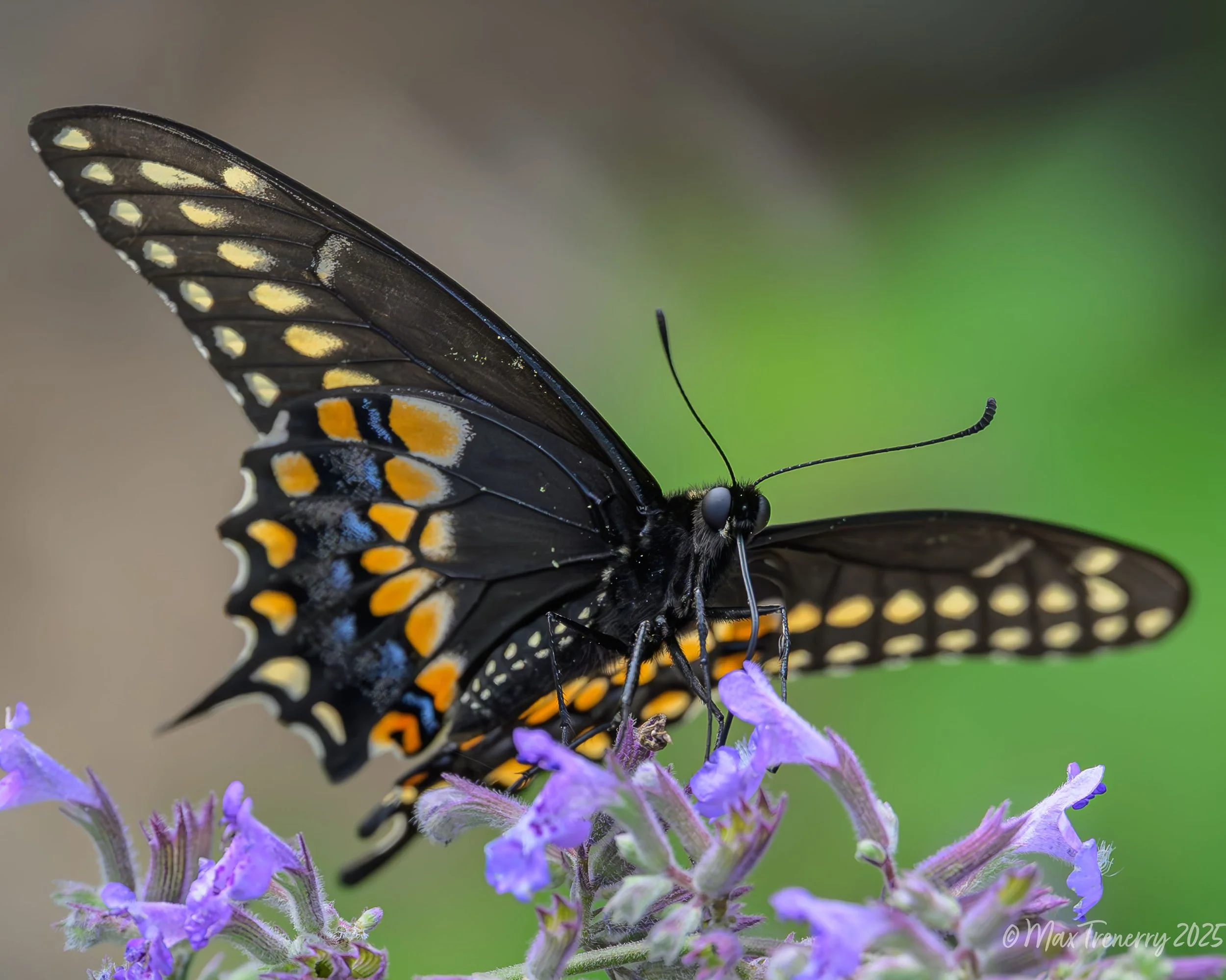 For IG Black Swallowtail on Catmint_DSC0515-2.jpg