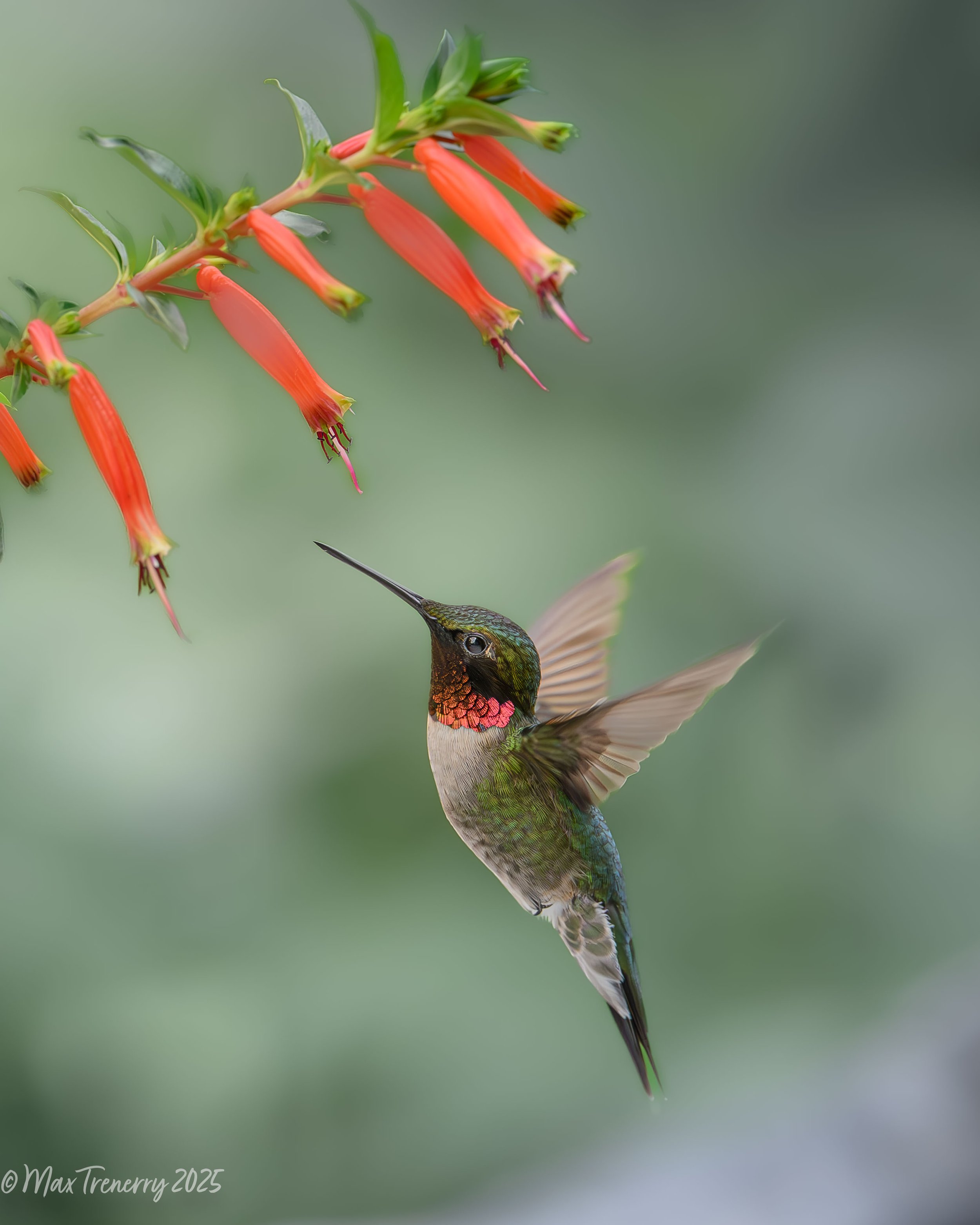 For IG Ruby-throated hummingbird_DSC5146.jpg