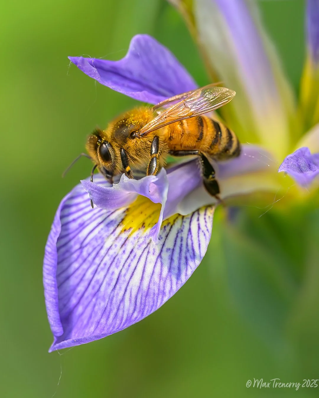 A Honeybee on Northern Blue Flag Iris from June, 2025. Nikon Z8 and Nikkor Z 105mm f/2.8 VR S.