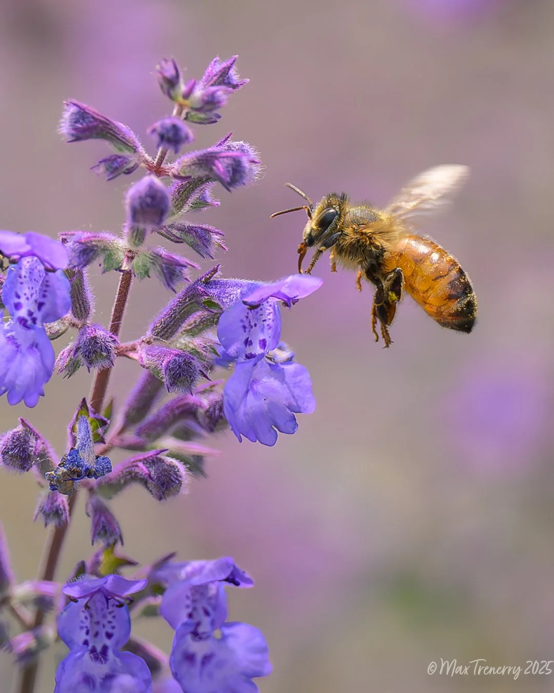 Honeybee and Catmint in our Wildflower Garden from June, 2025