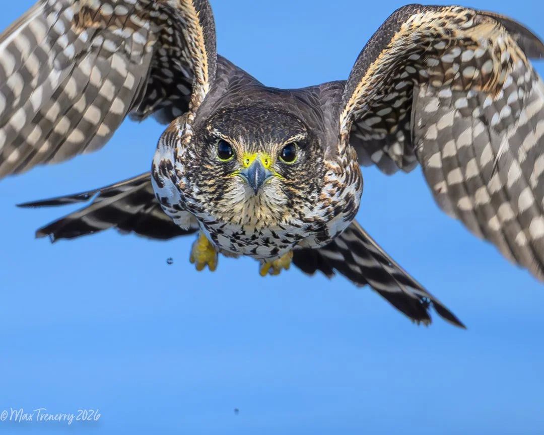 Merlin near La Crosse, Wisconsin hovering over the Black River