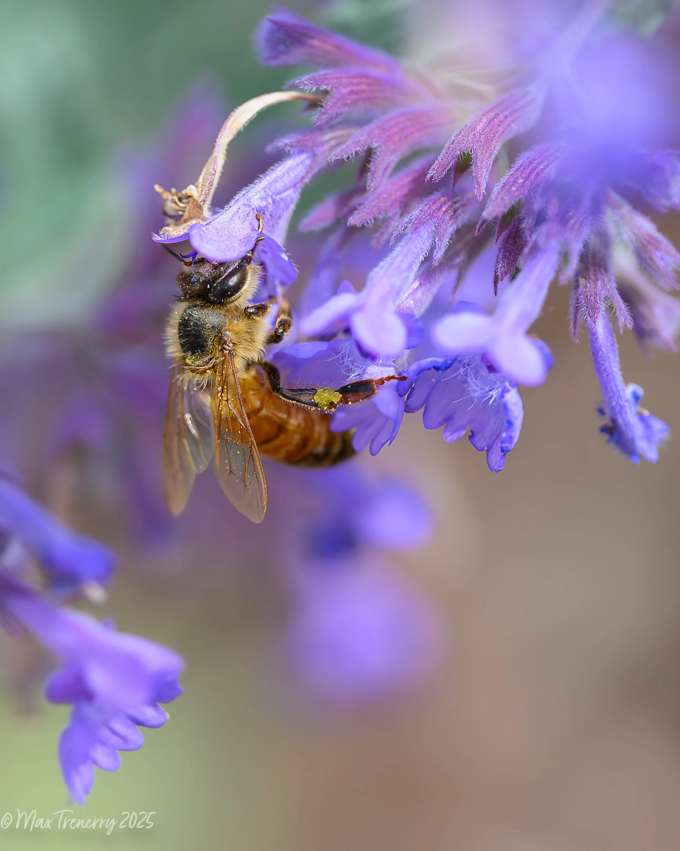 Honey bee on catmint.  Summer, 2025