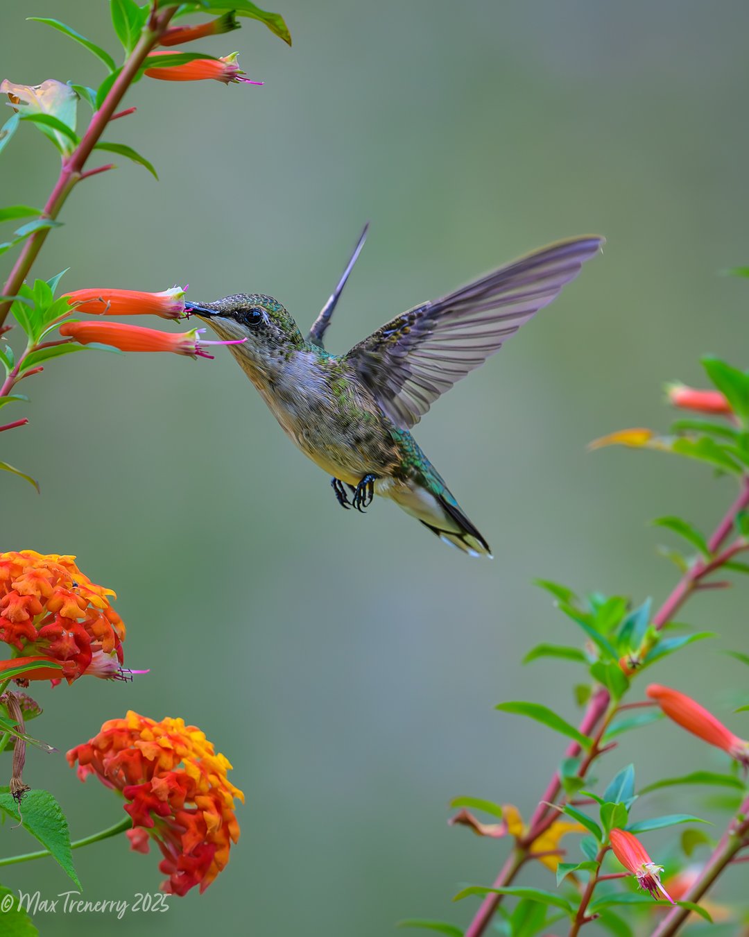 for IG Hummingbird at Cuphea_DSC6616.jpg