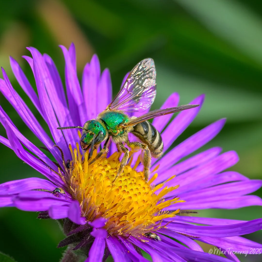 Male metallic green sweat bee visiting New England aster.  I like him because he had just landed, and his wings are still open (instead of folded).