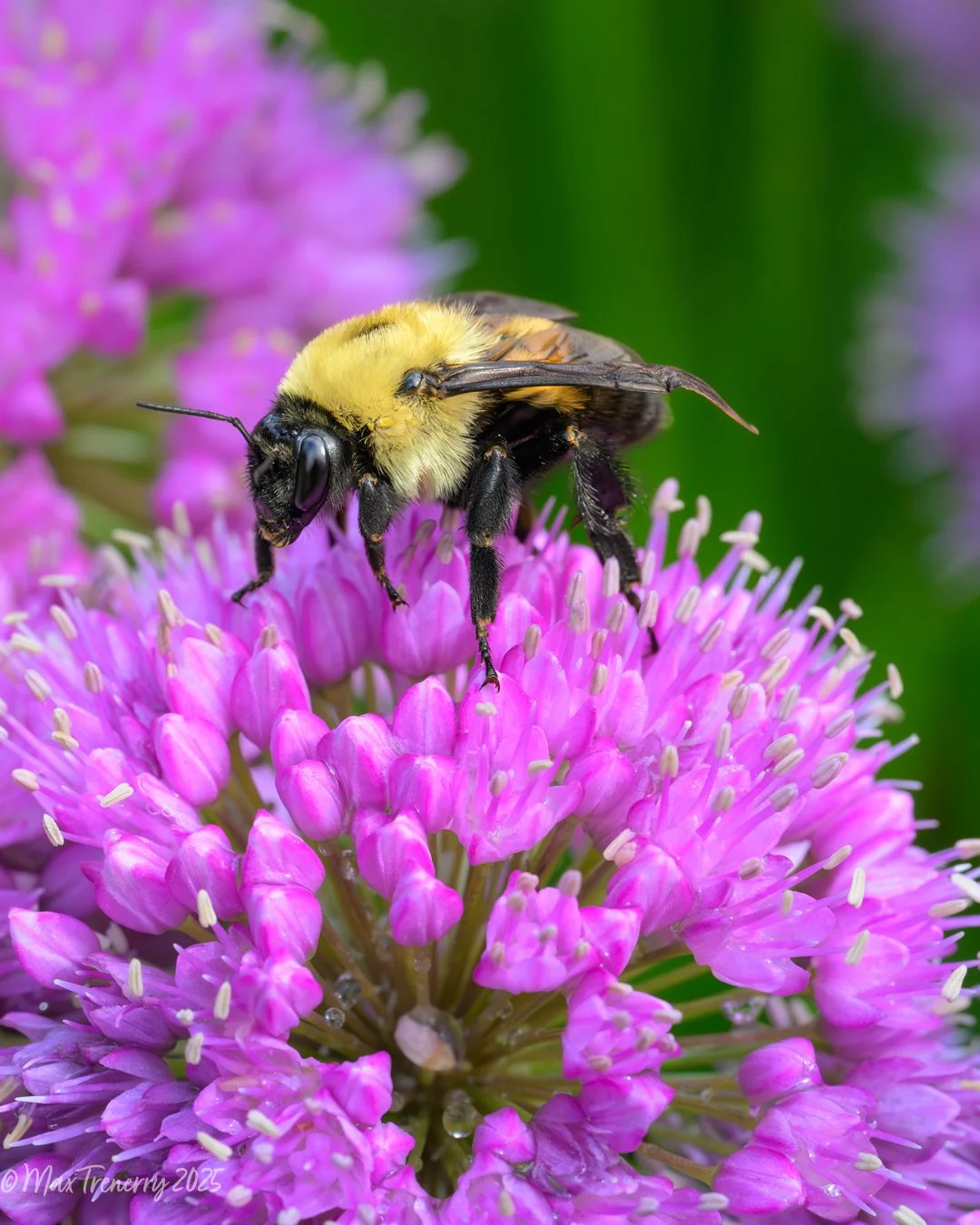 Bumble bee on Allium