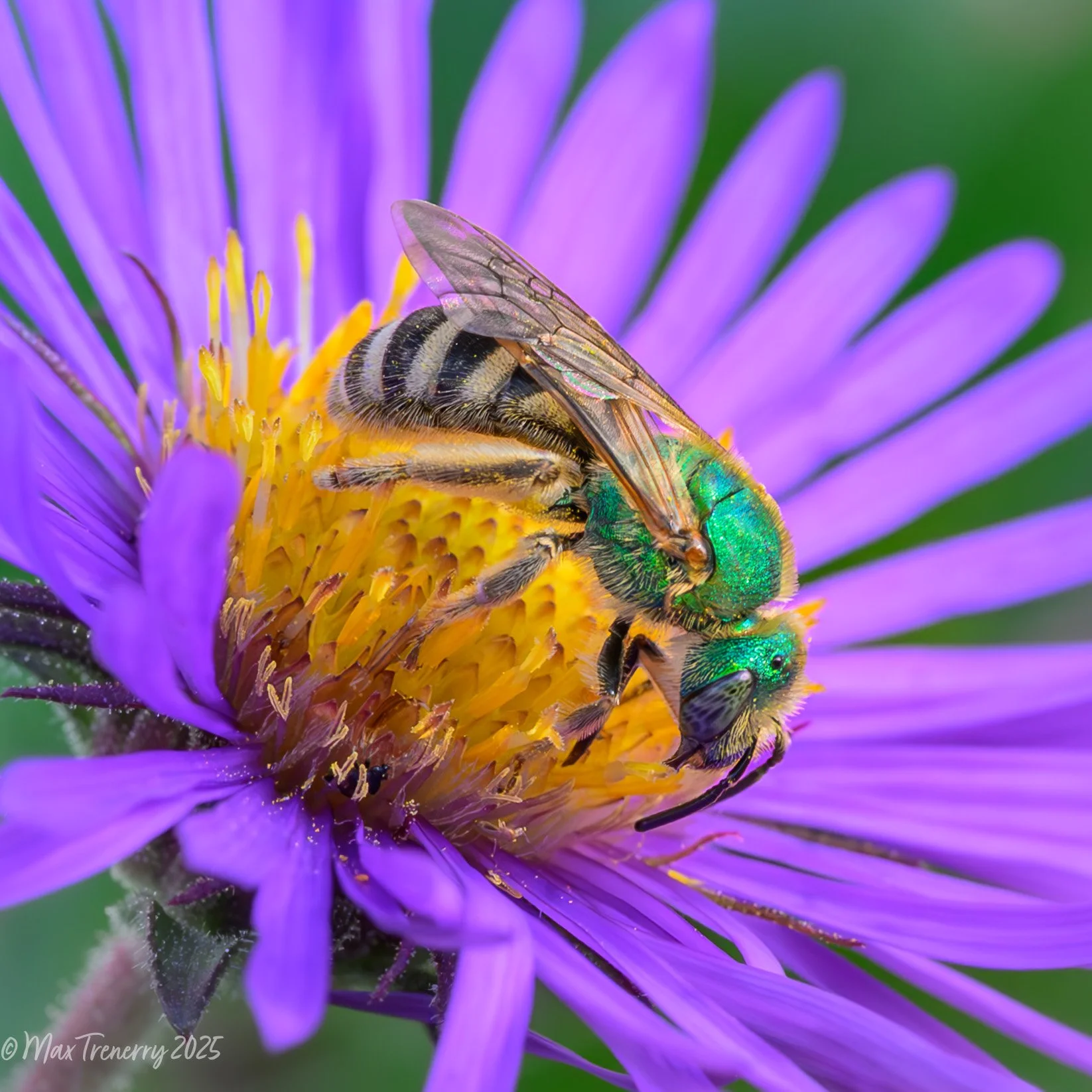 Male metallic green sweat bee on New England aster