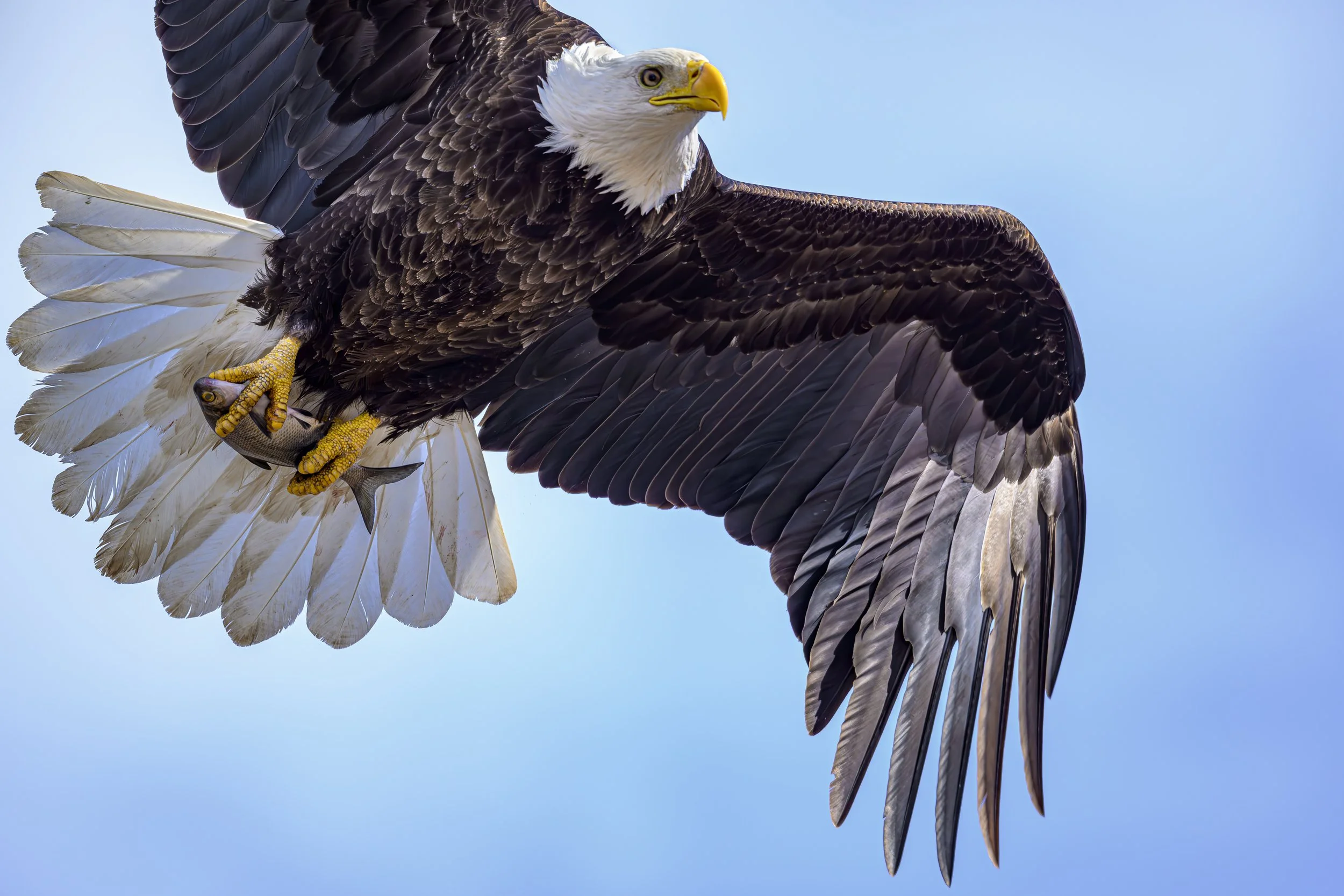 "Wanna see the fish I caught?!"  Bald Eagle fishing near La Crosse, Wisconsin.  March, 2025.  Full crop image....it felt like she was going to fly right through me!