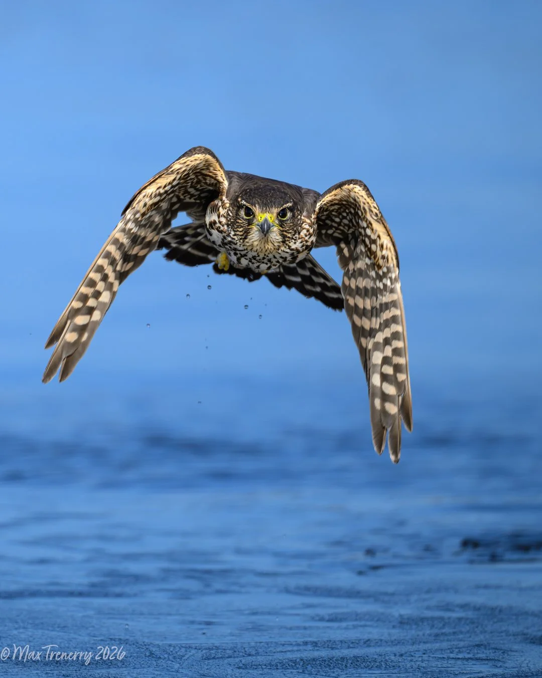 Merlin near La Crosse, Wisconsin hovering over the Black River
