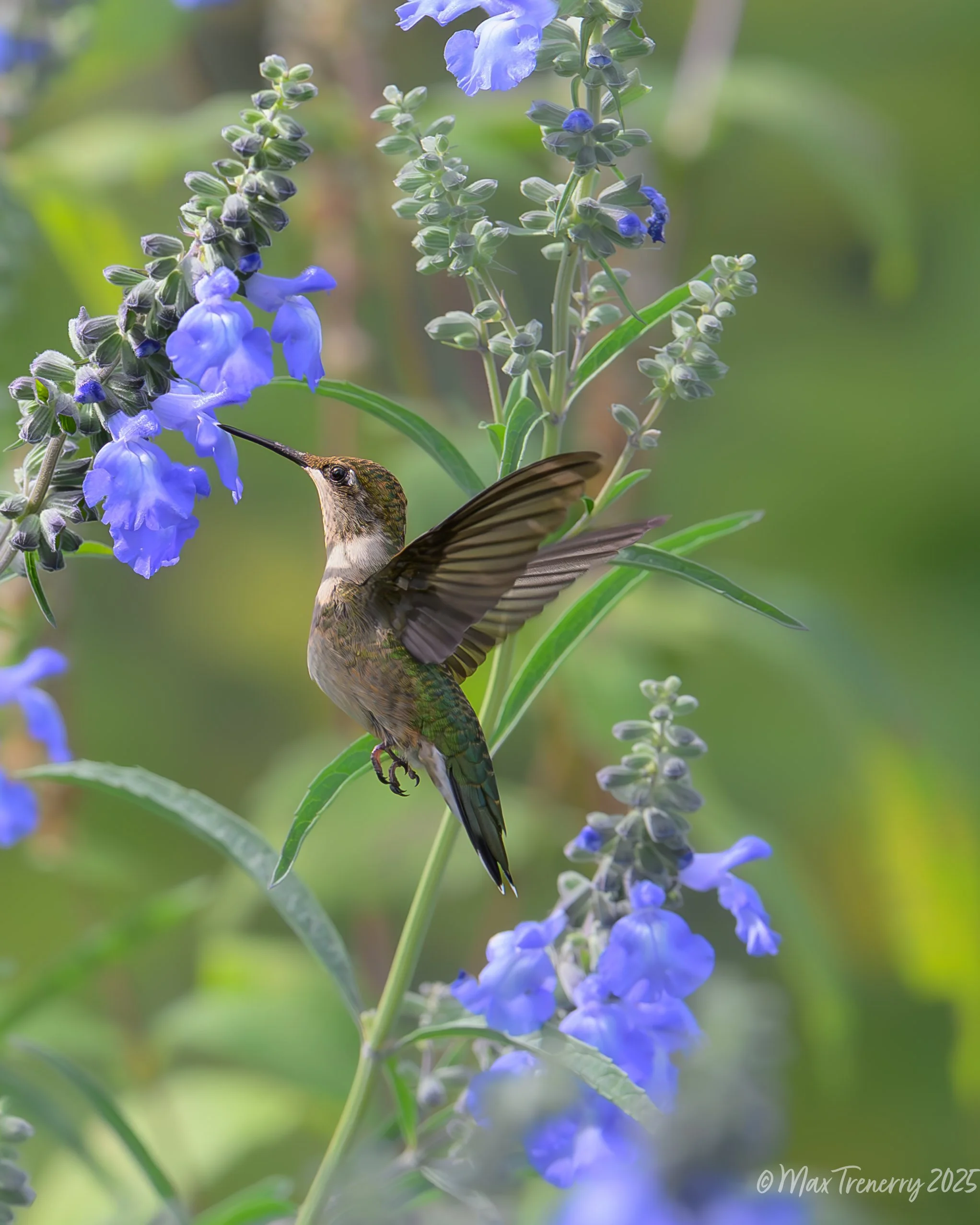 For IG Hummingbird at Sage_DSC5583-2.jpg