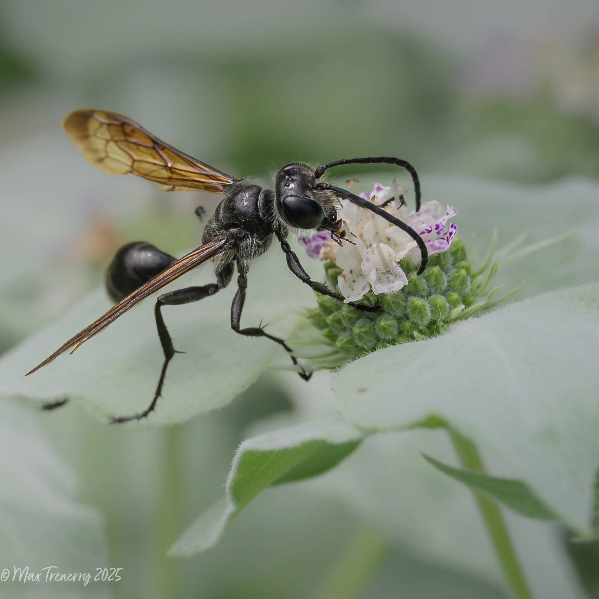 Mexican grass carrying wasp on clustered mountain mint