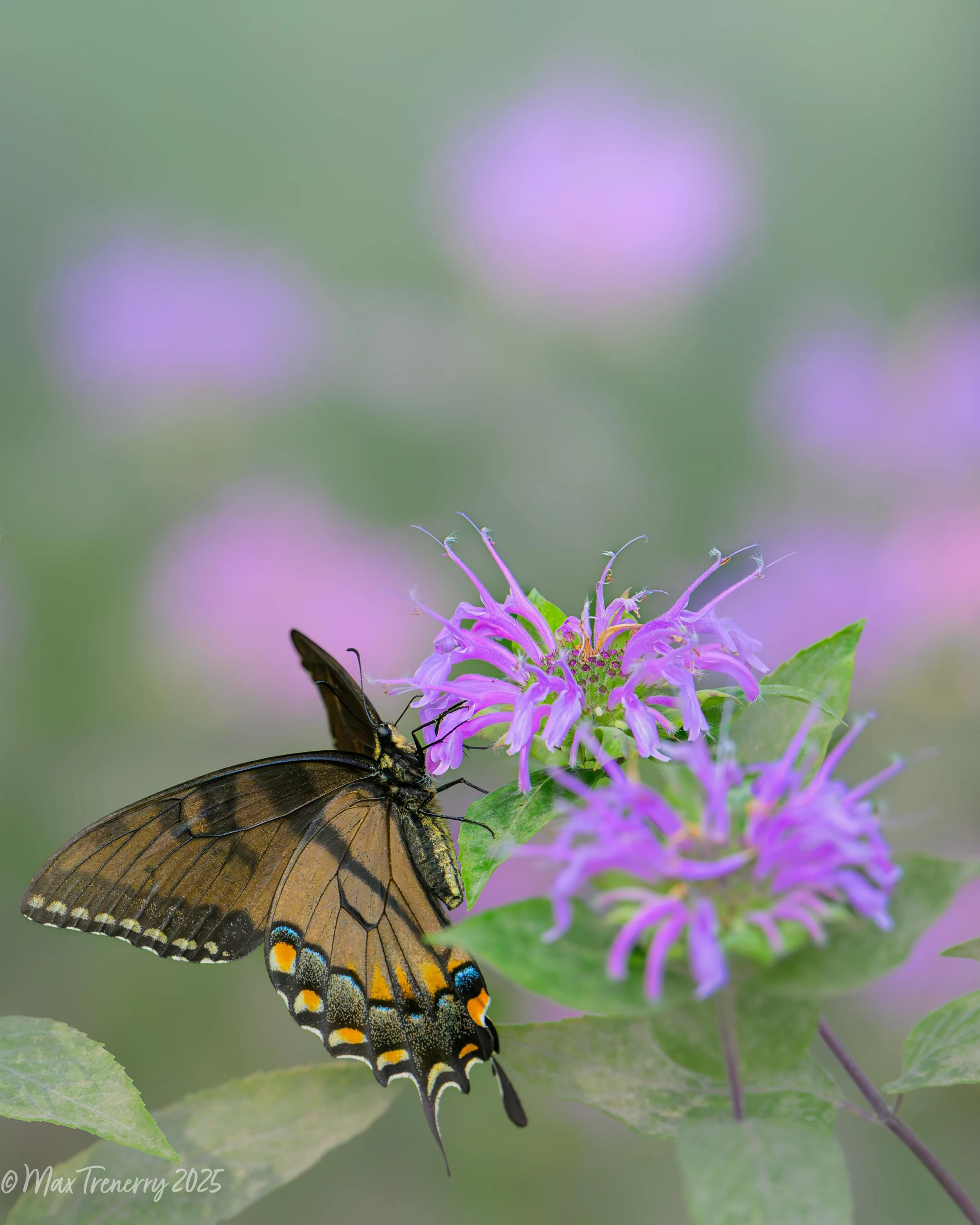 For IG Swallowtail butterfly on beebalm_DSC3181-2.jpg