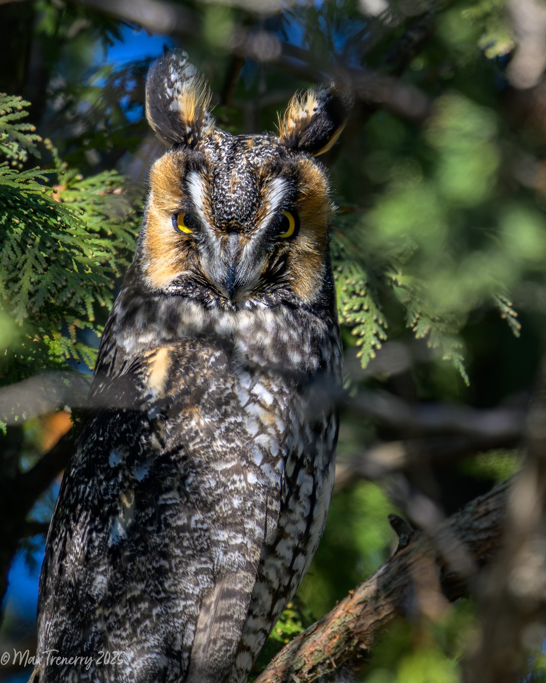 Long-eared Owl Glaring at me!
