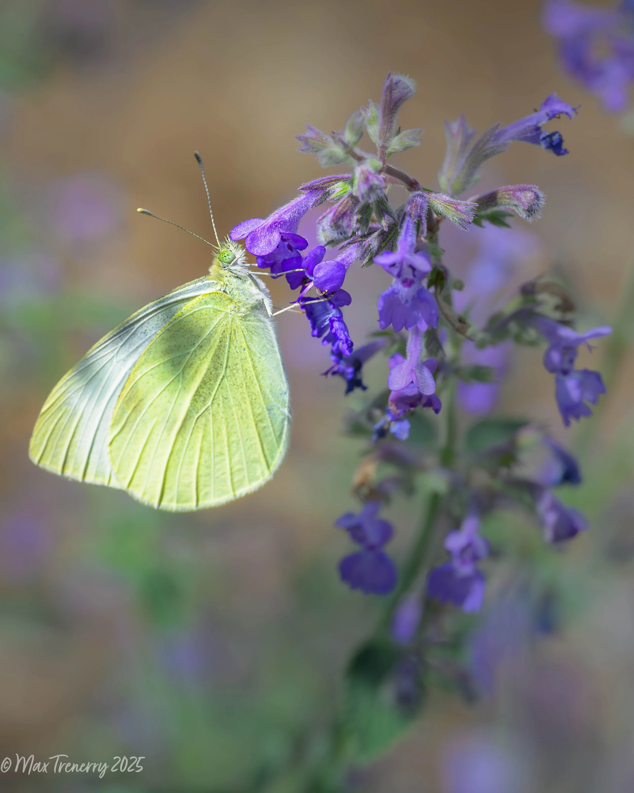 For IG White Butterfly on Catmint_DSC7194.jpg