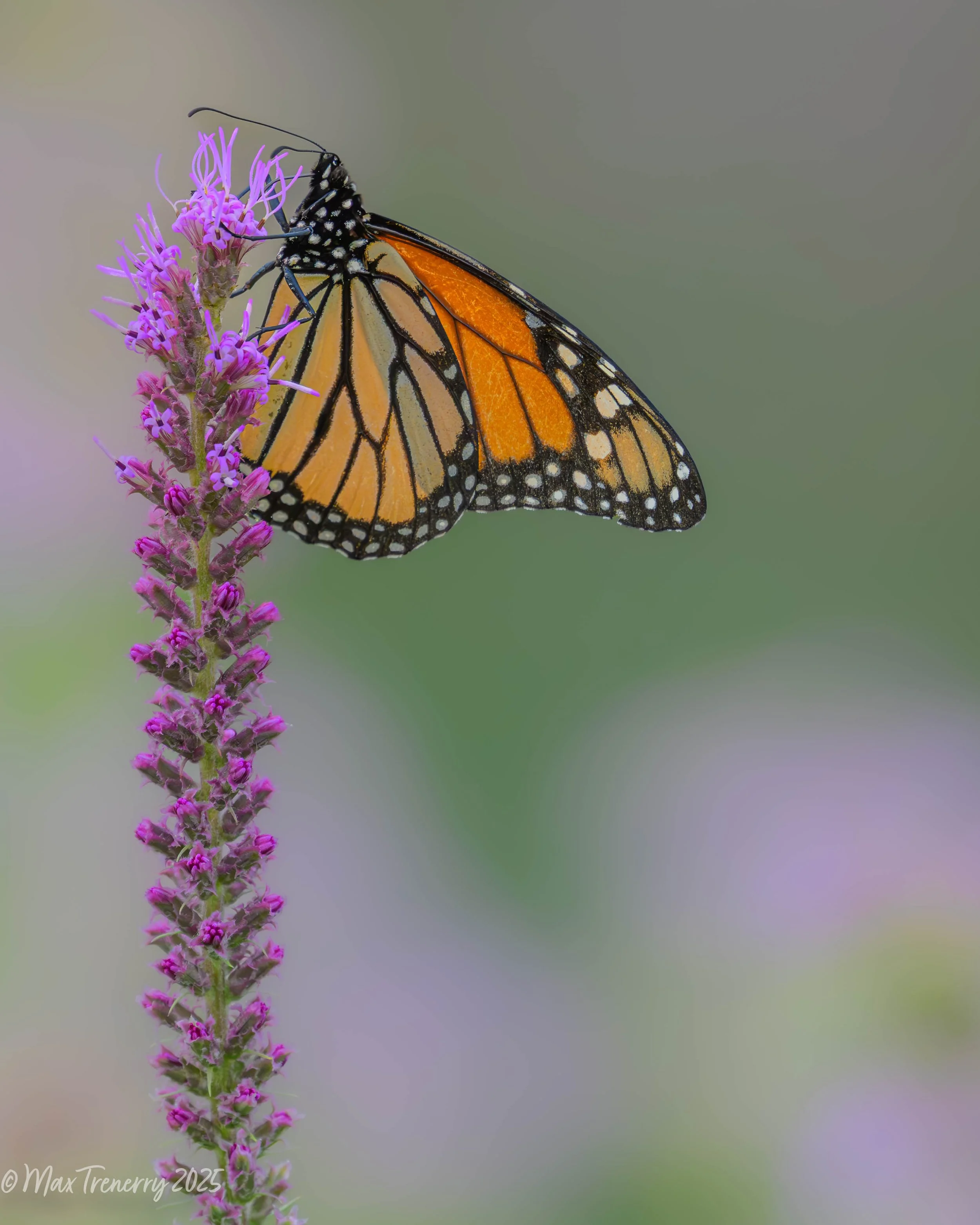 For IG Monarch on New Prairie Blazing Star_DSC4719.jpg
