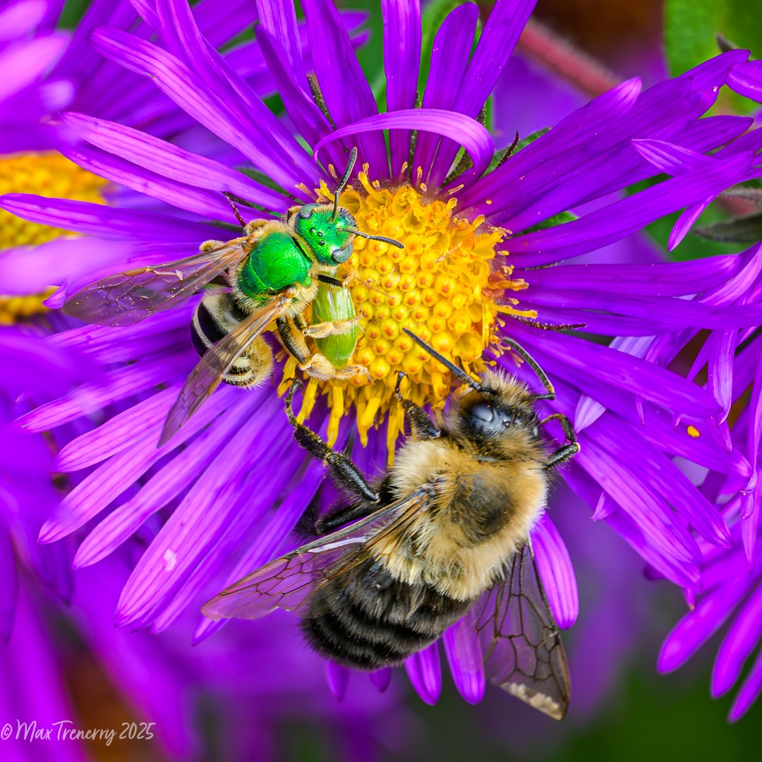 Male Green Metallic Sweat Bee sharing the New England Aster with his friends, the Bumble Bee and green Polydrusus Weevil. Sharing is Caring.