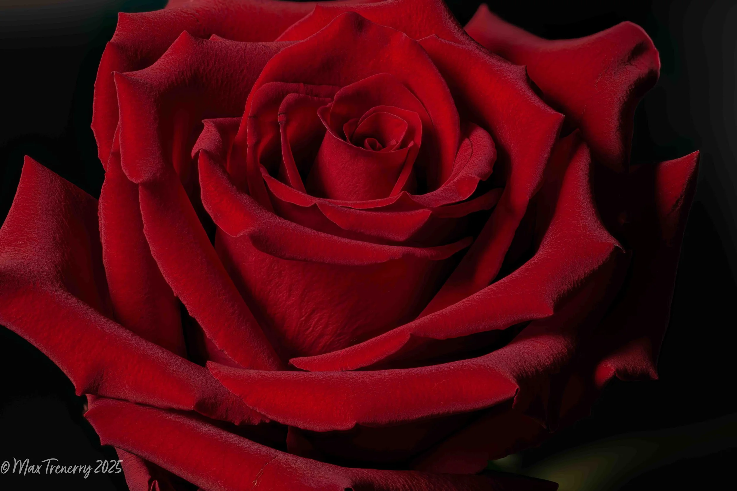 For IG Red Rose Stacked 2026-01-03 16-18-11 (C,S1).jpg