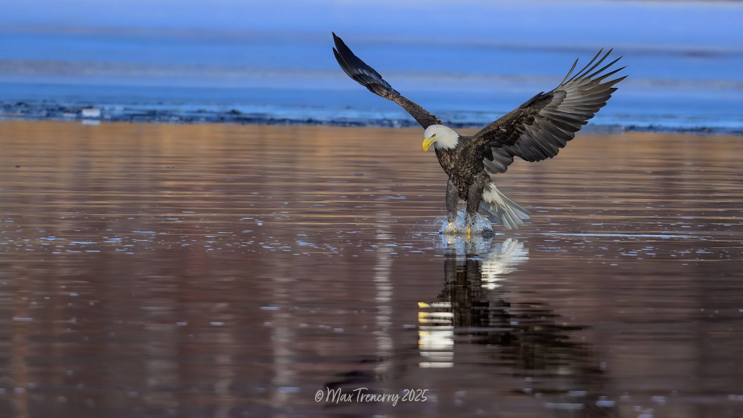 Bald Eagle fishing in the Black River near La Crosse, Wisconsin