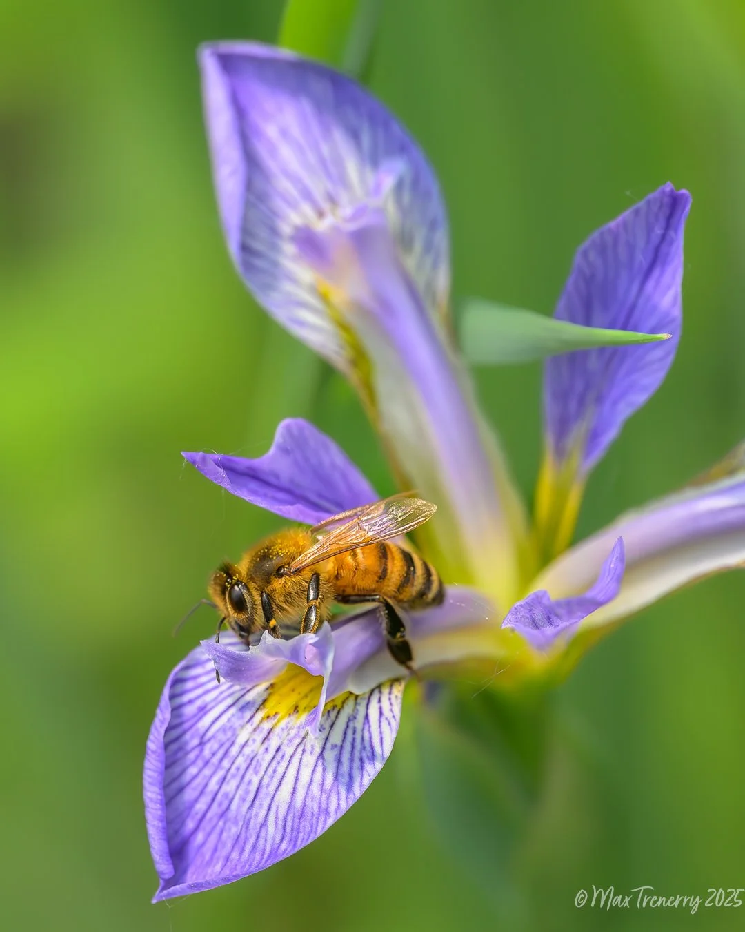 A Honeybee on Northern Blue Flag Iris from June, 2025. Nikon Z8 and Nikkor Z 105mm f/2.8 VR S.