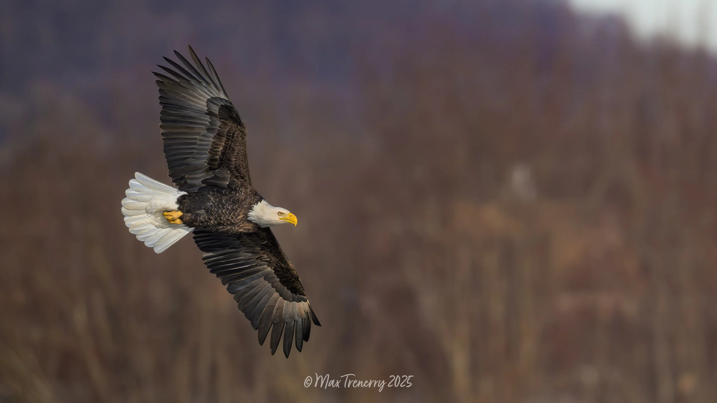 Bald Eagle soaring over the Black River near La Crosse, Wisconsin