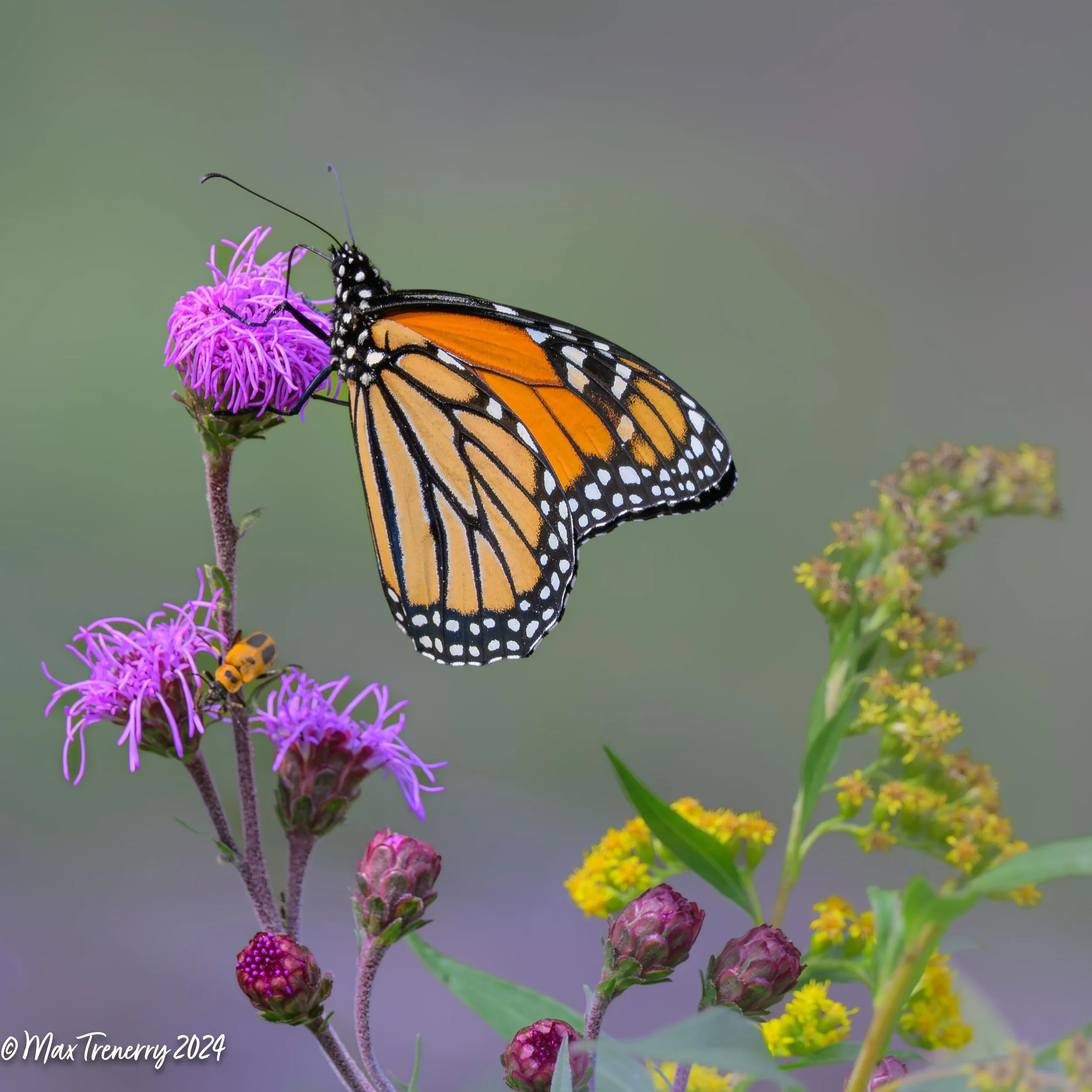 For IG Monarch on Meadow Blazing StarDSC_3197.jpg