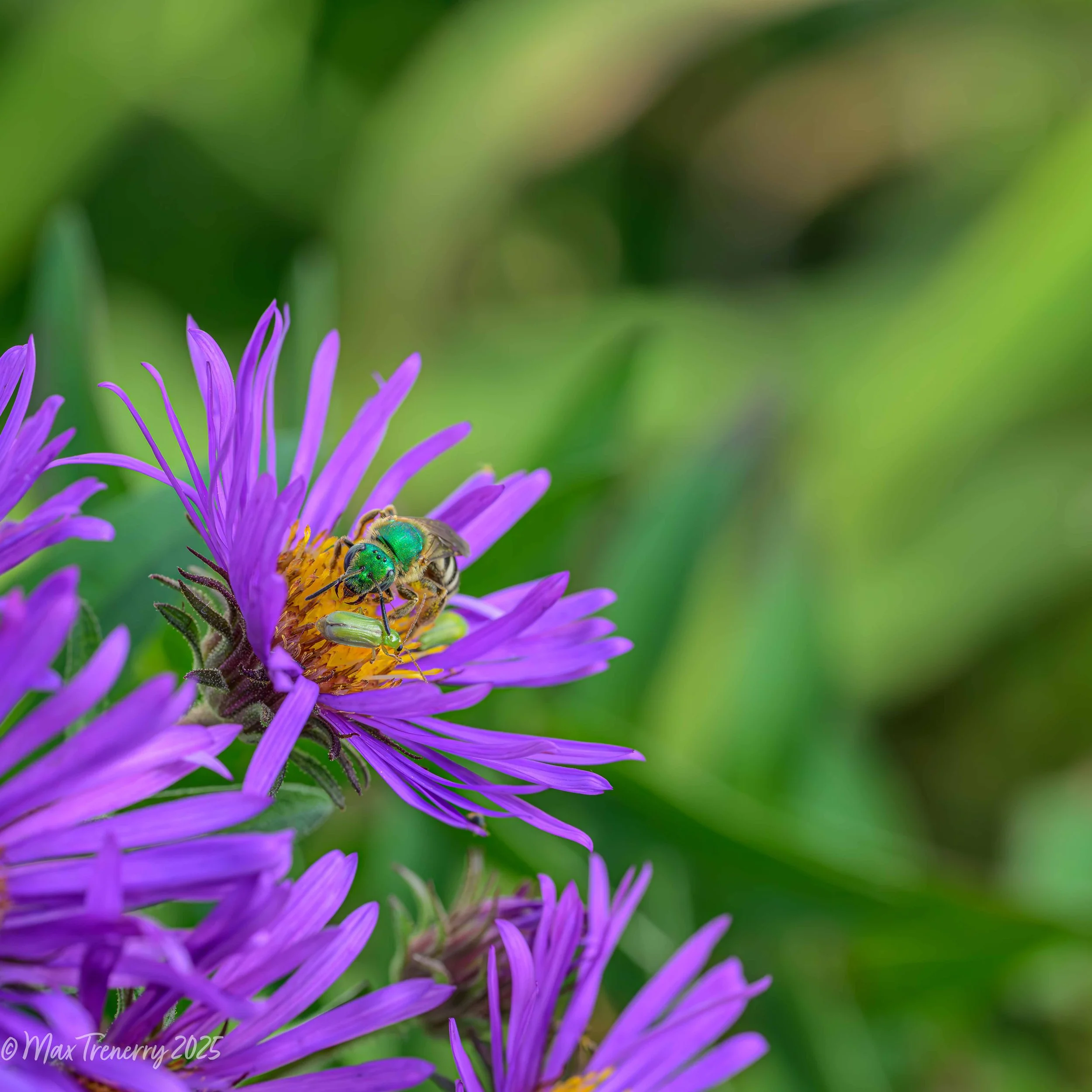 Male metallic green sweat bee on New England aster