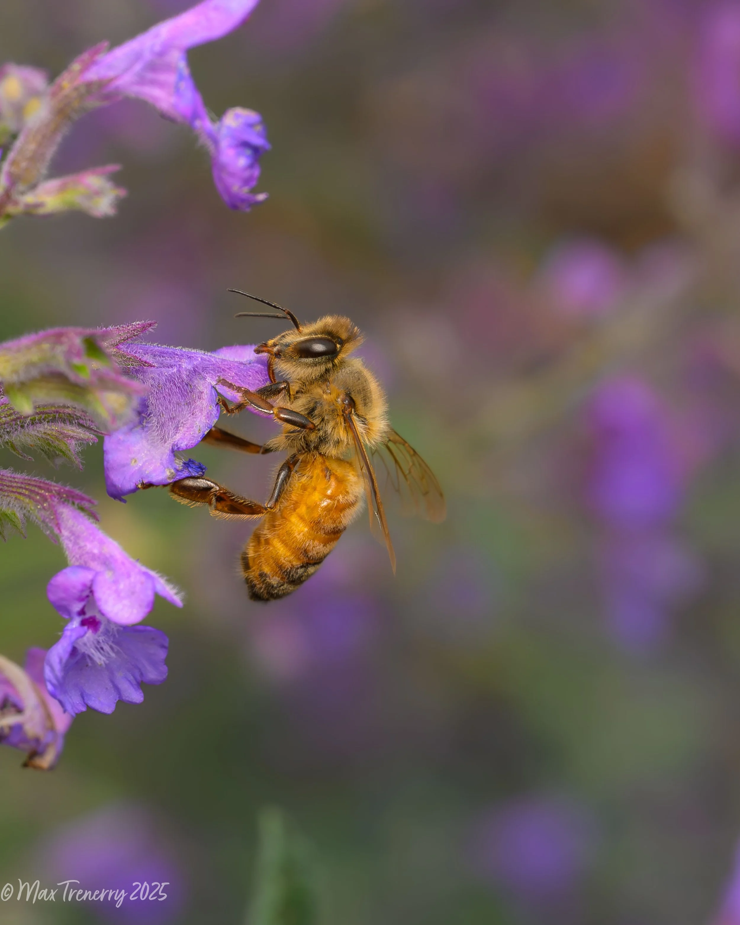 Honey bee on catmint.  Summer, 2025
