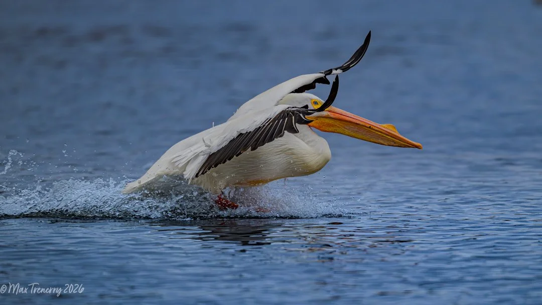 American Pelican from Friday the 13th in La Crosse, Wisconsin.