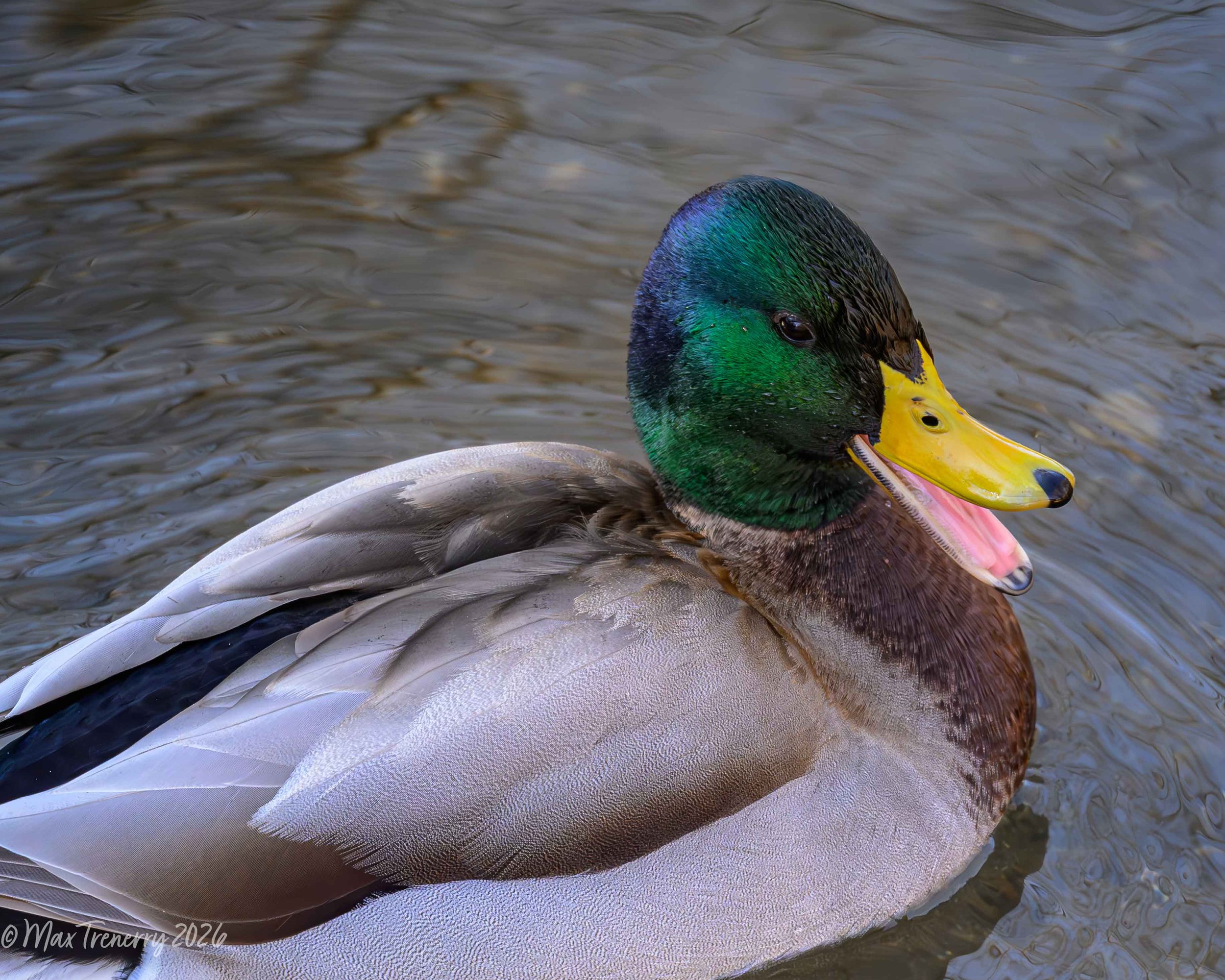 For IG Happy Duck_DSC0701-2.jpg