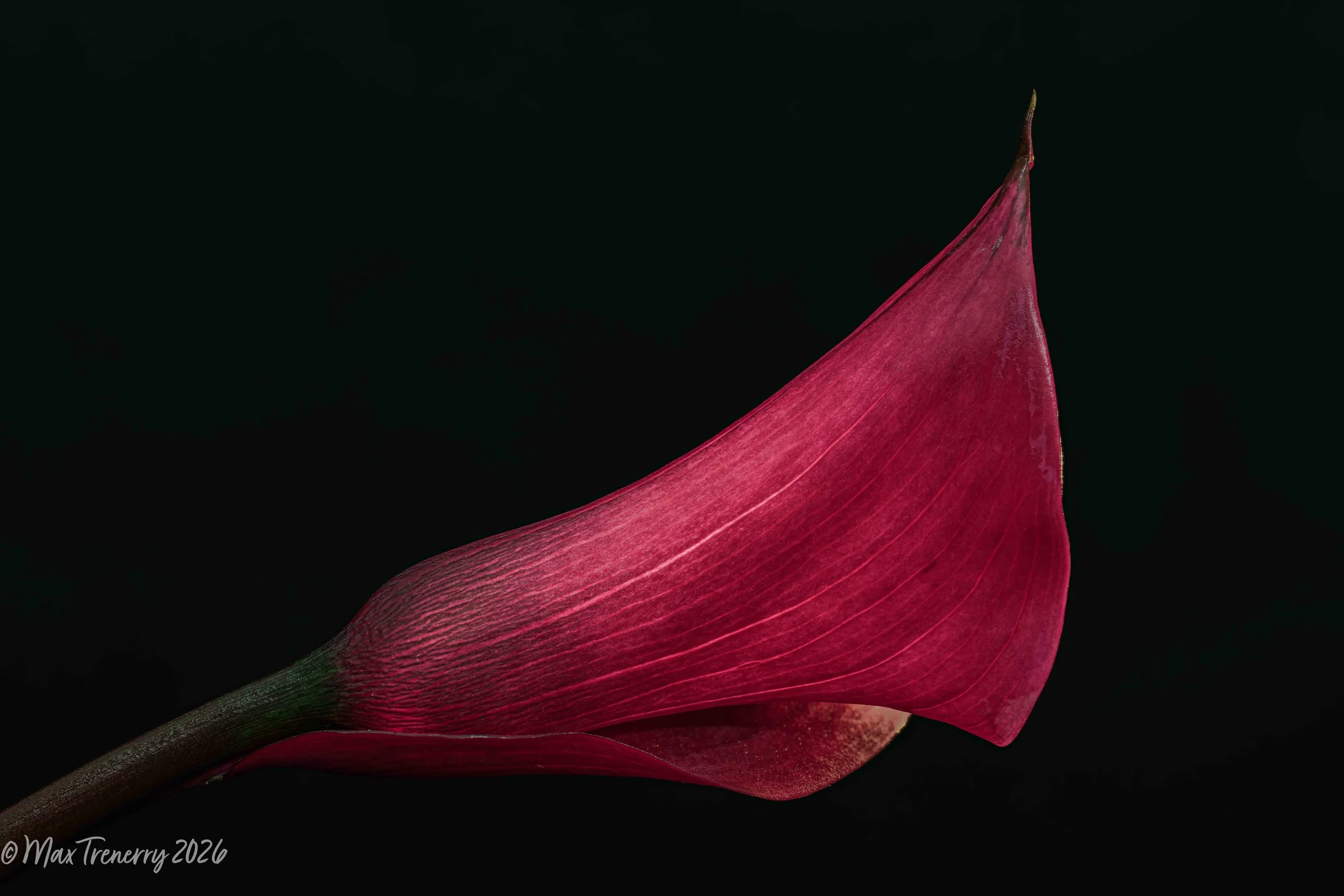 For IG Red Calla Stack on Fuji Crystal Archive glossyRed Calla Stack 2026-01-29 17-06-50 (C,S1).jpg