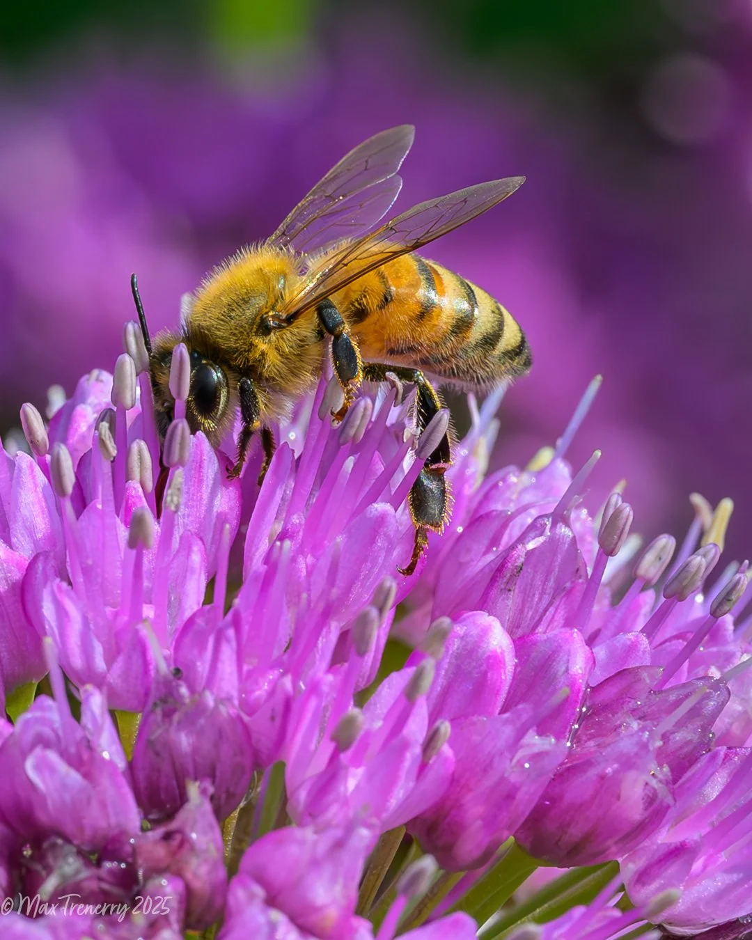 Honey bee on Allium