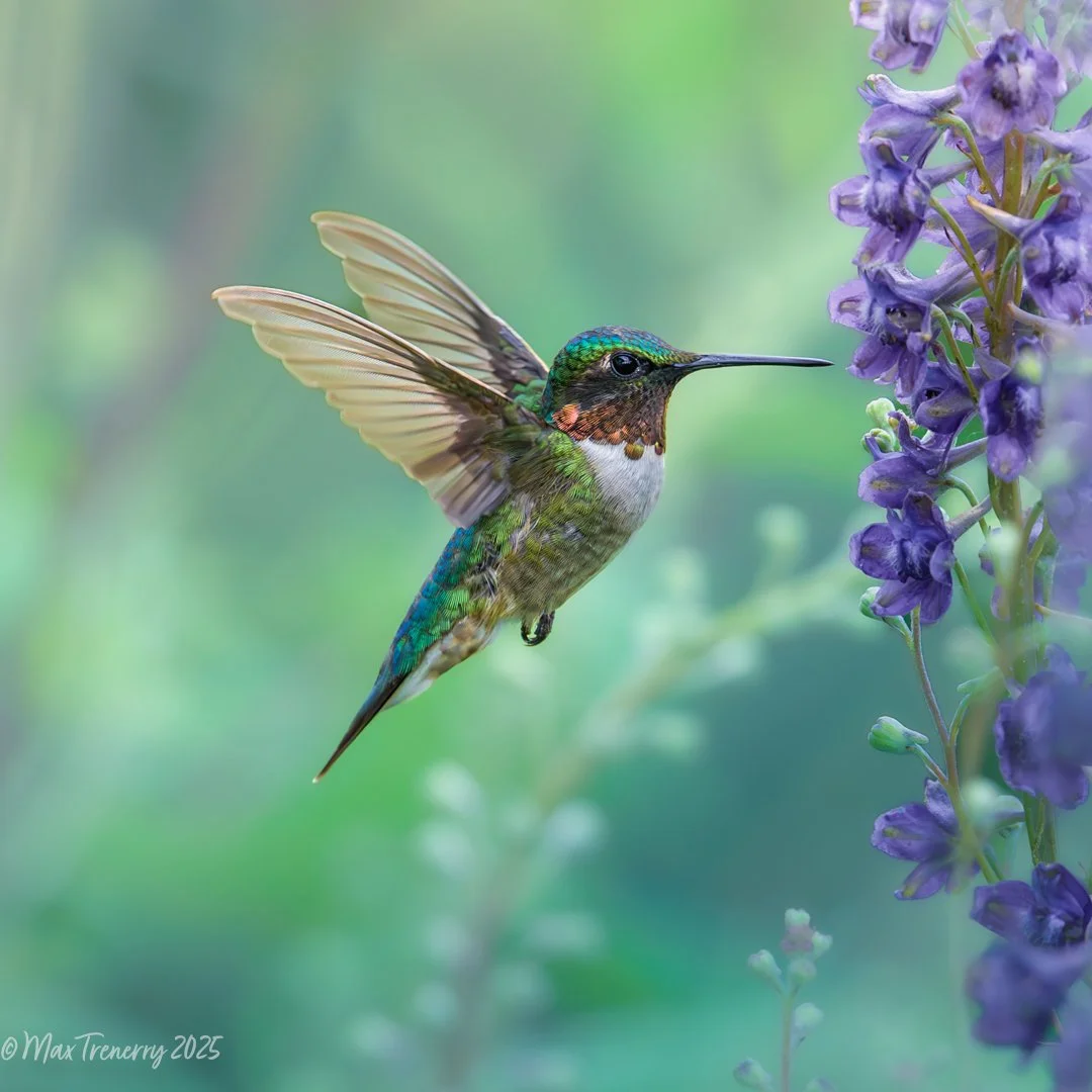 Hummingbirds