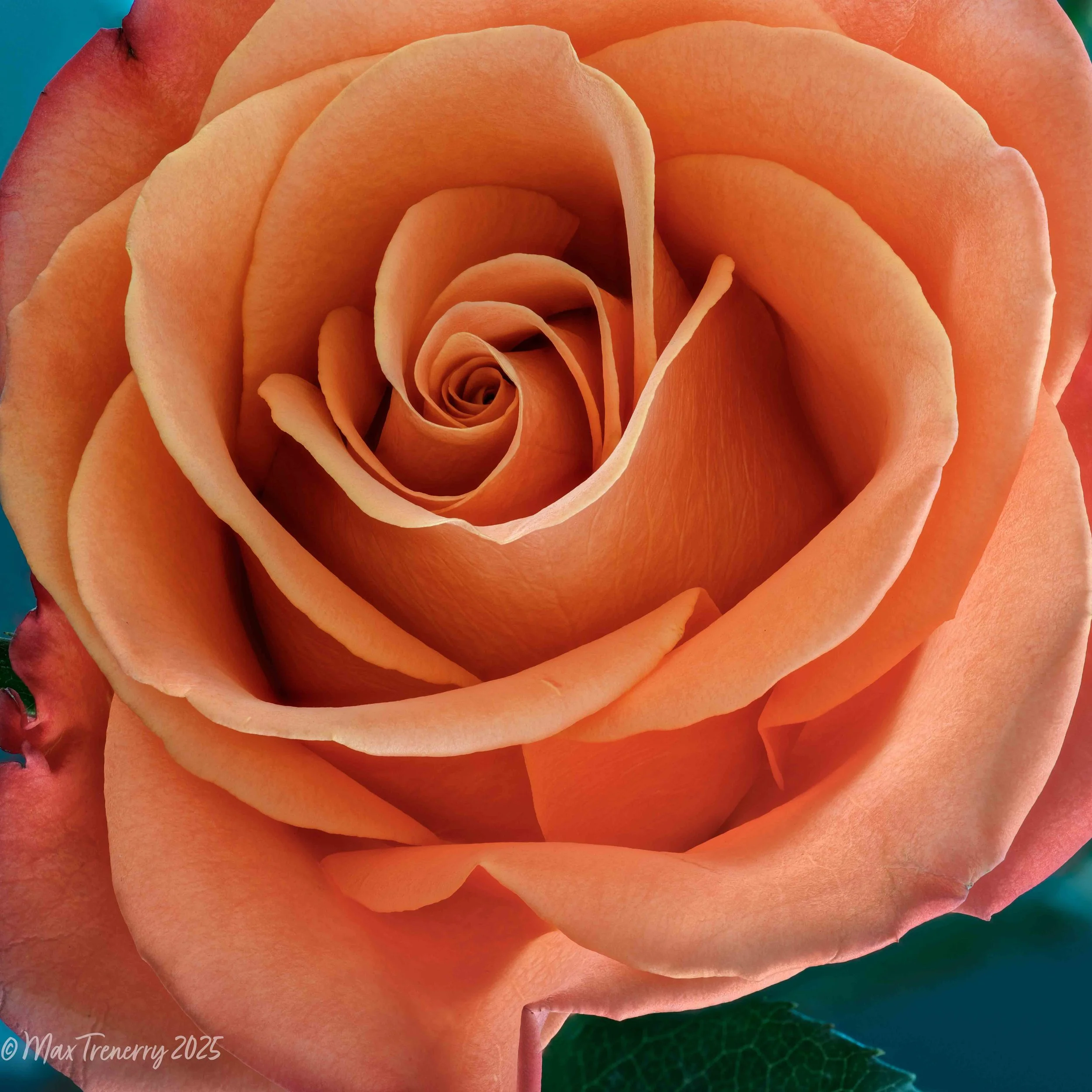For IG 2023-09-05-06.09.57 ZS PMax Orange Rose PS Edit.jpg
