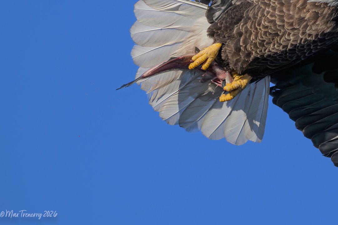 Bald Eagle with a fresh catch!  La Crosse, Wisconsin