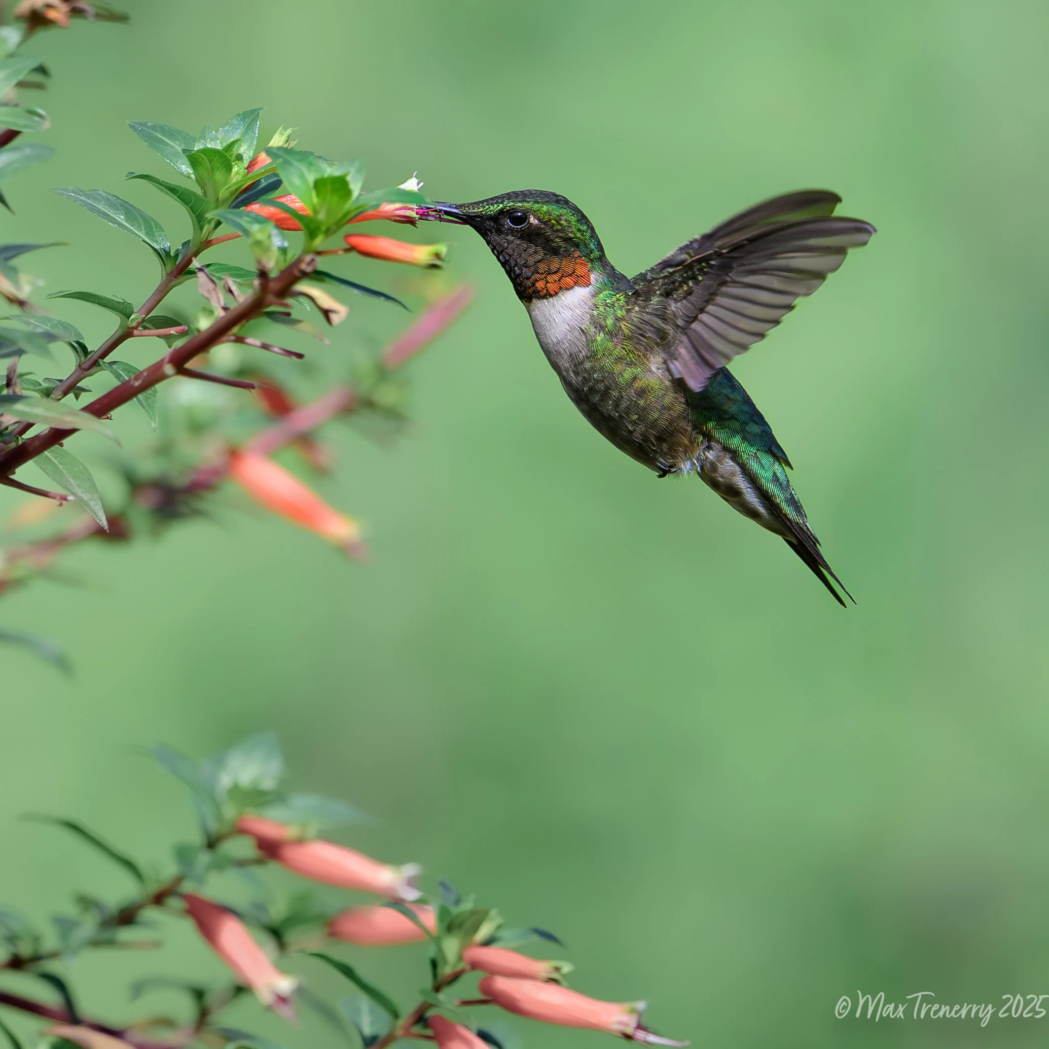 For IG  Hummingbird at Cuphea_DSC1062.jpg