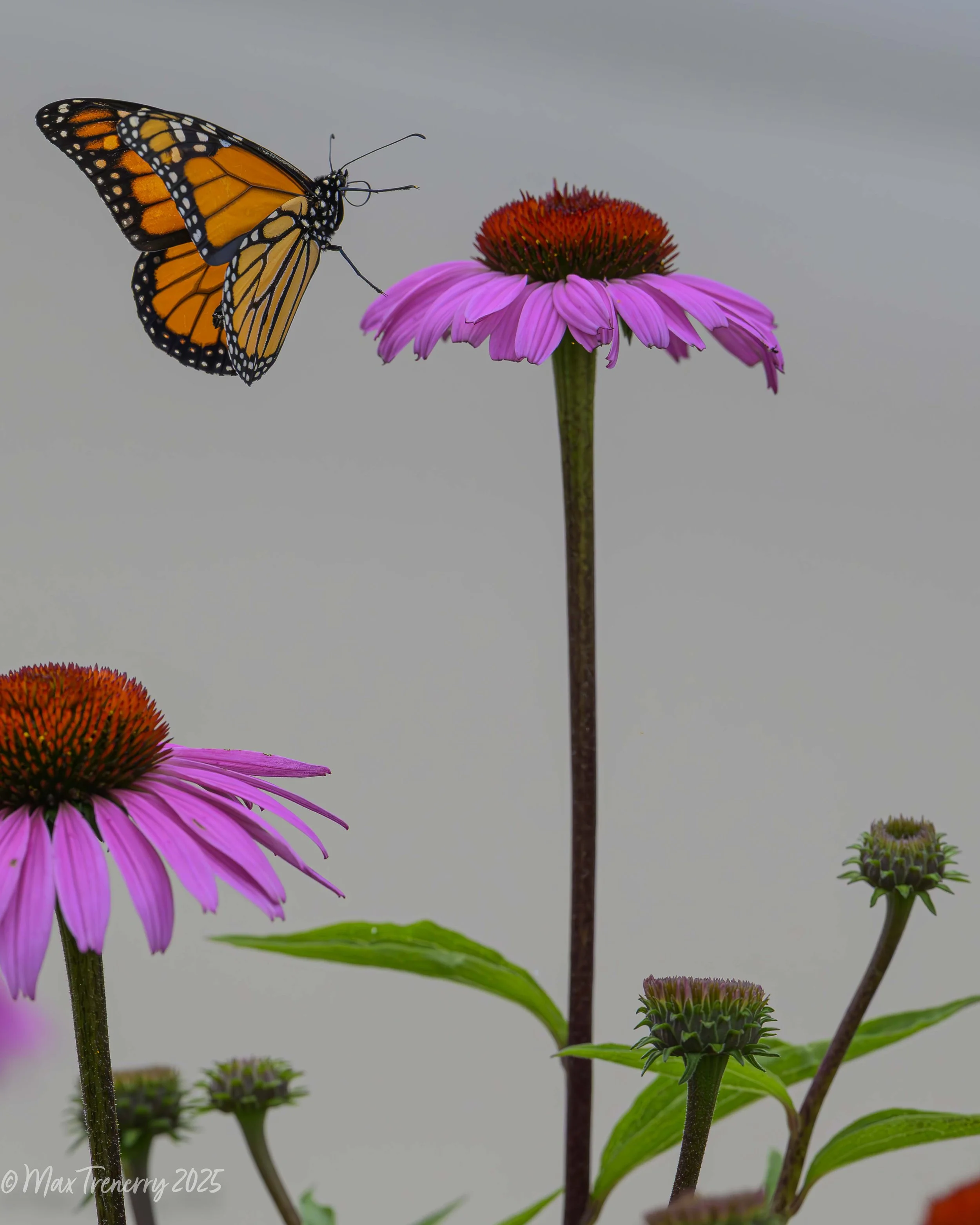 For IG. Monarch and Coneflowers_DSC1522.jpg