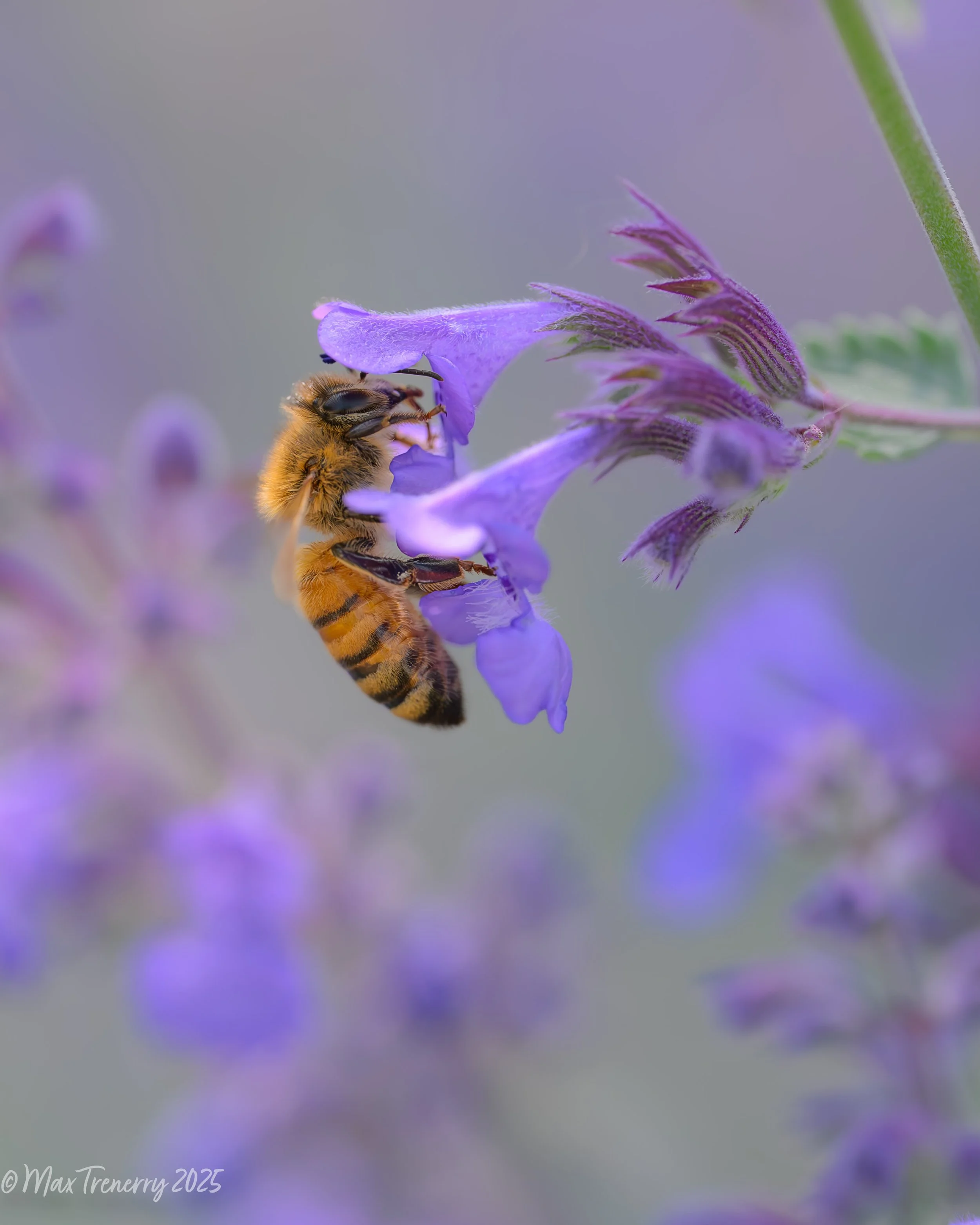 Honey bee on catmint.  Summer, 2025