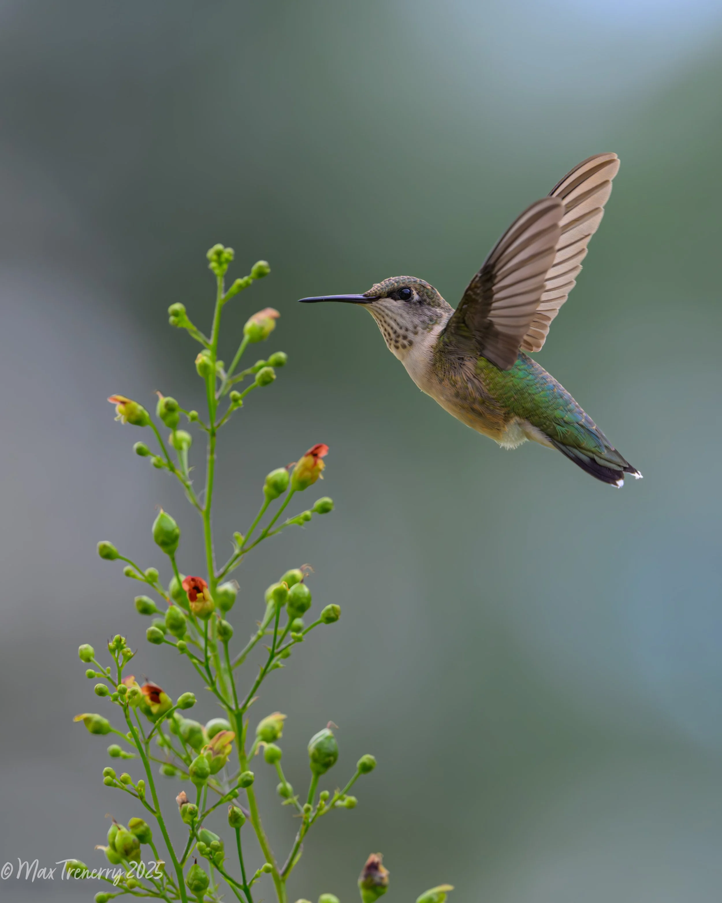 For IG Hummingbird at Late Figwort_DSC4630-2.jpg
