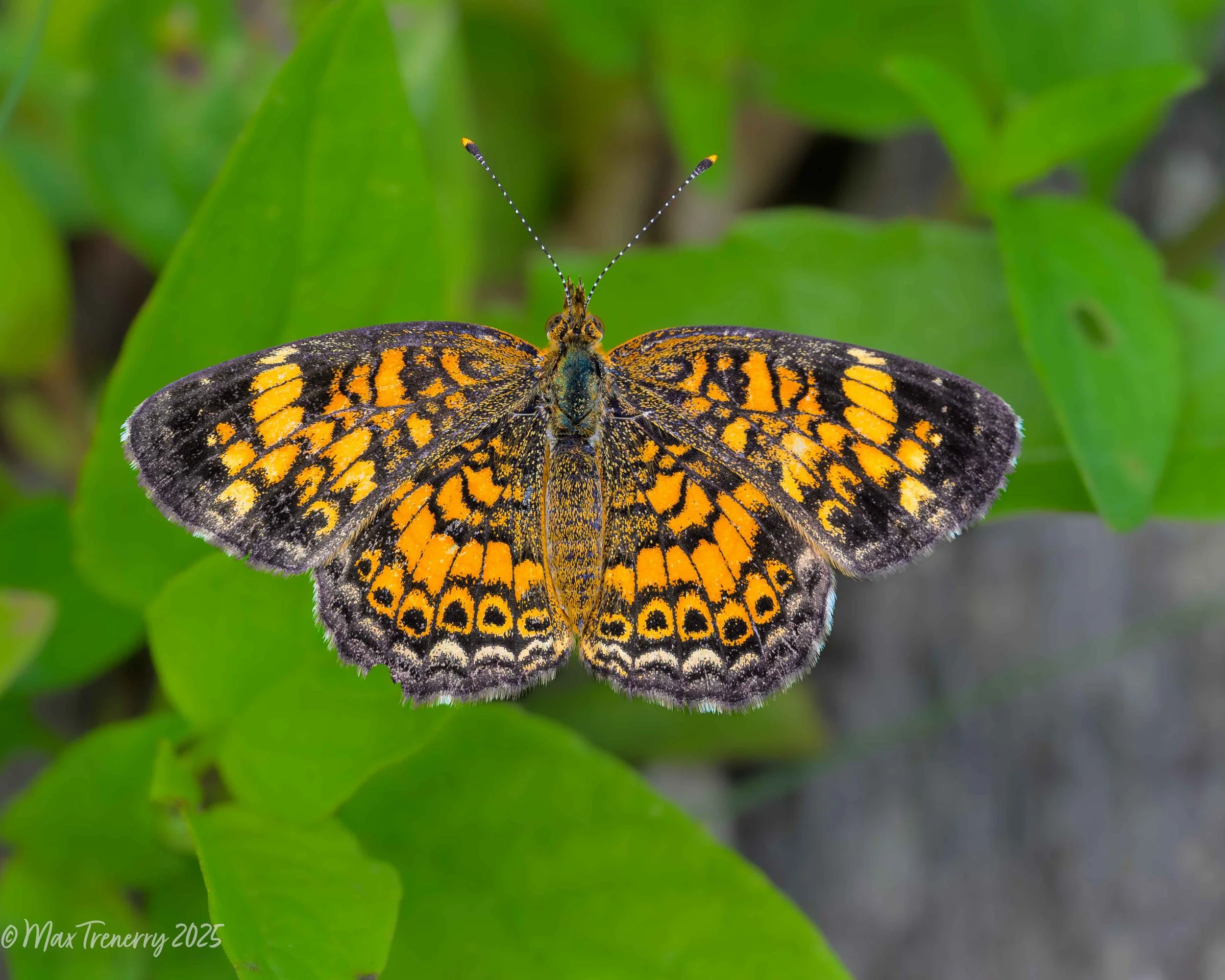 For IG Pearl Crescent Butterfly_DSC0358-2.jpg